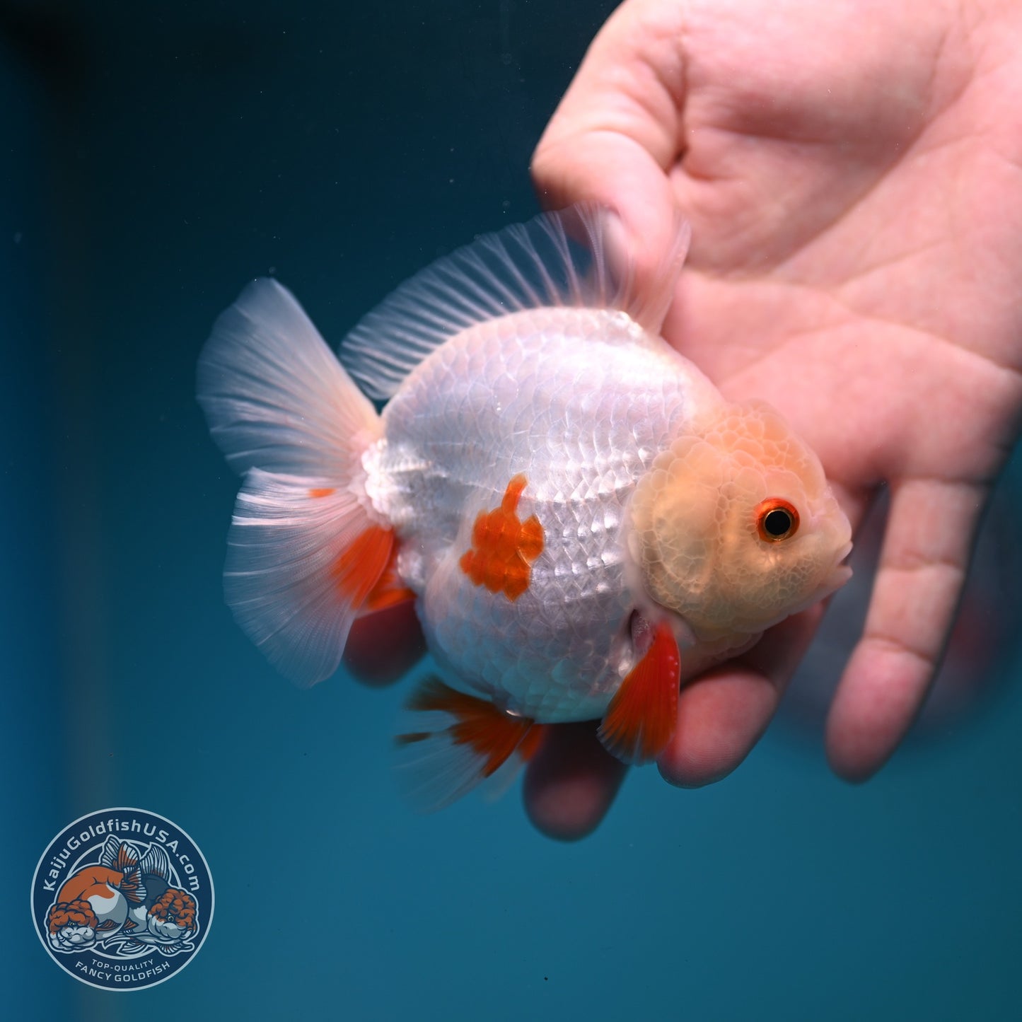 Lemon Head Red White YuanBao Oranda 3.5 inch Body (260828_OR14)