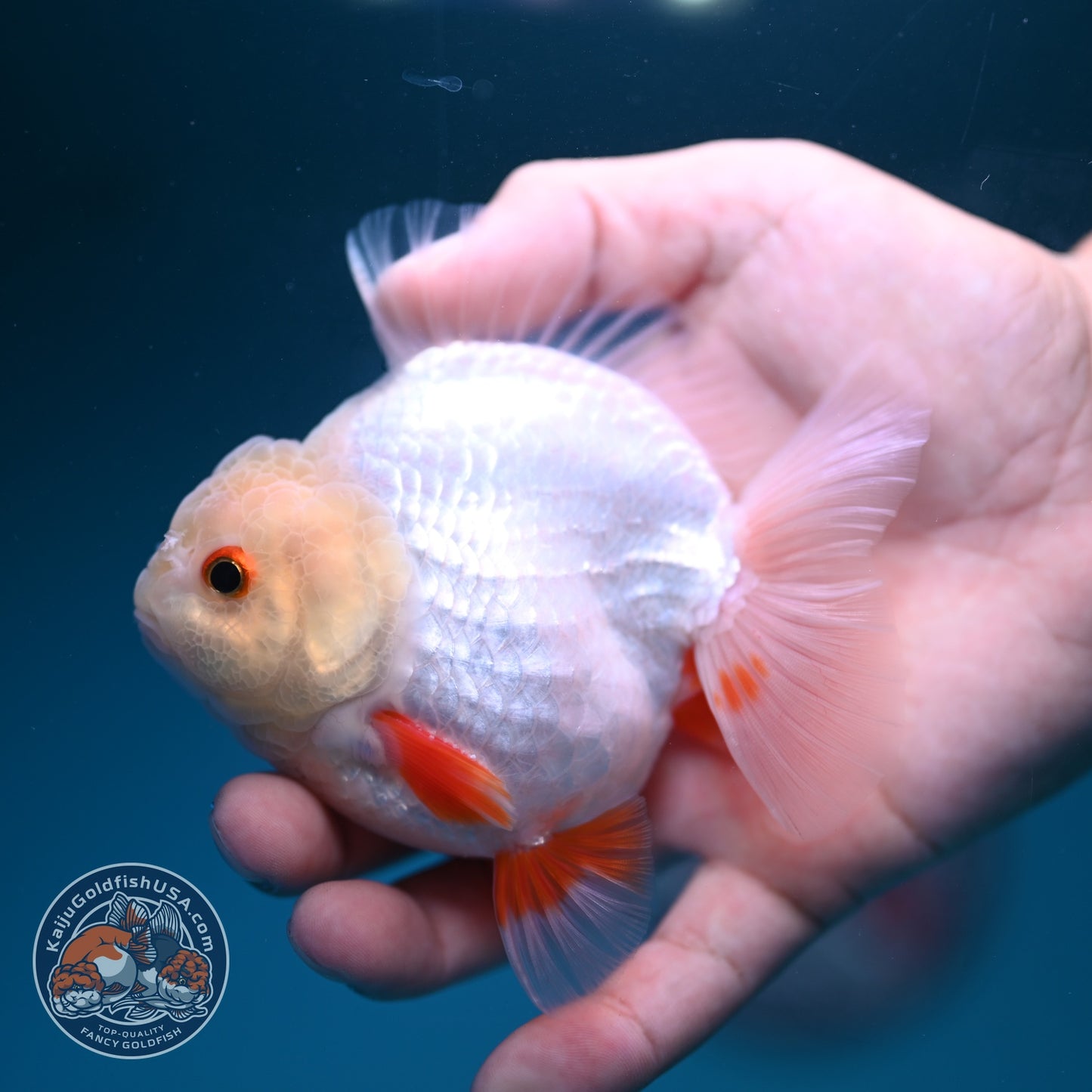 Lemon Head Red White YuanBao Oranda 3.5 inch Body (260828_OR14)