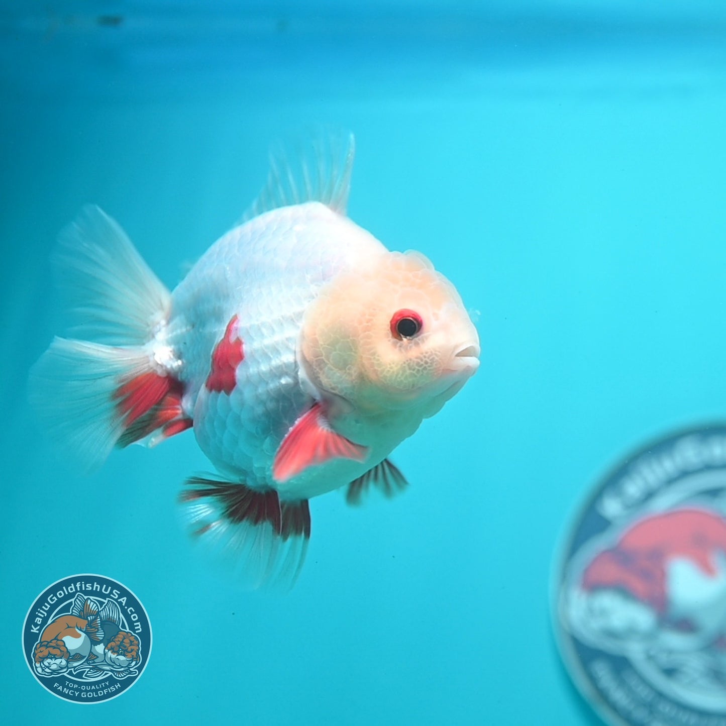 Lemon Head Red White YuanBao Oranda 3.5 inch Body (260828_OR14)