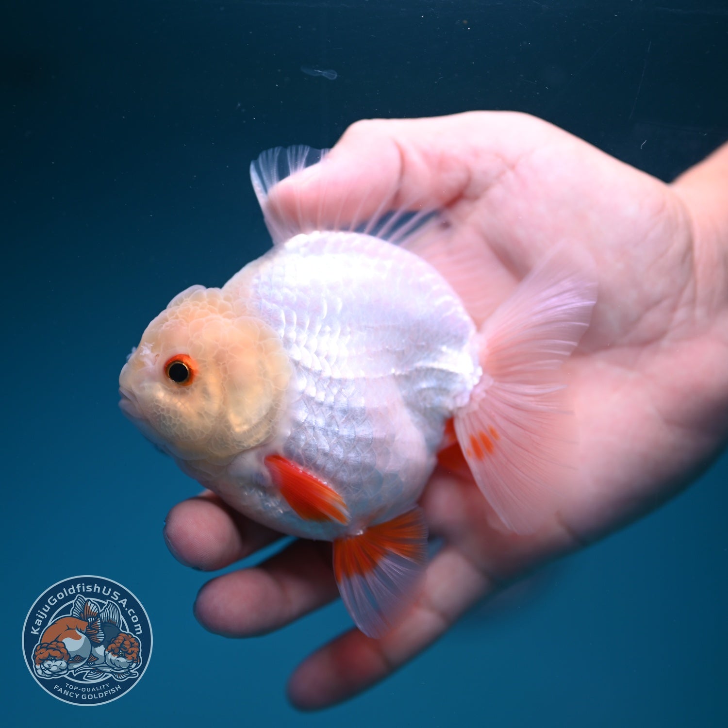 Lemon Head Red White YuanBao Oranda 3.5 inch Body (260828_OR14)