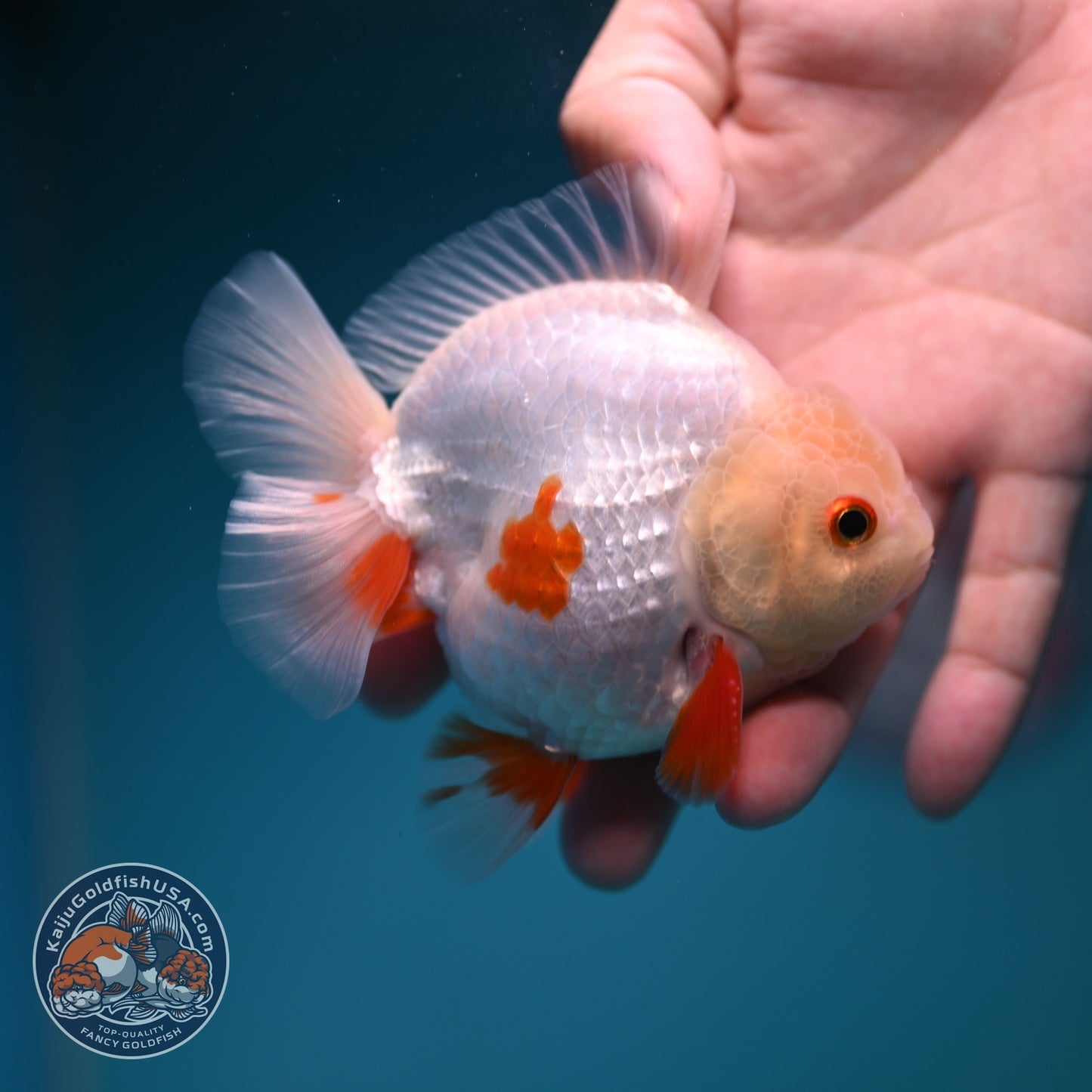 Lemon Head Red White YuanBao Oranda 3.5 inch Body (260828_OR14)