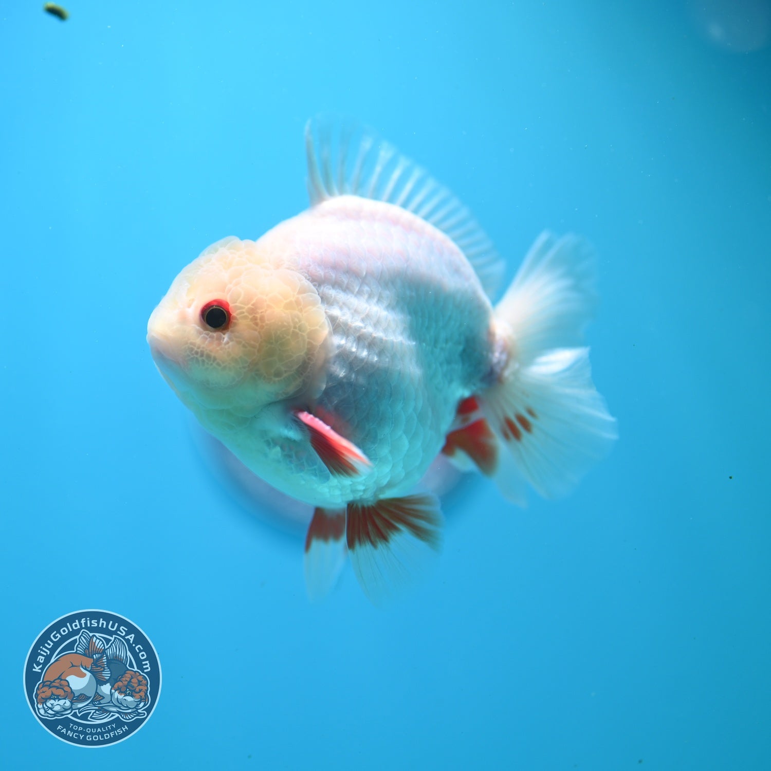 Lemon Head Red White YuanBao Oranda 3.5 inch Body (260828_OR14)