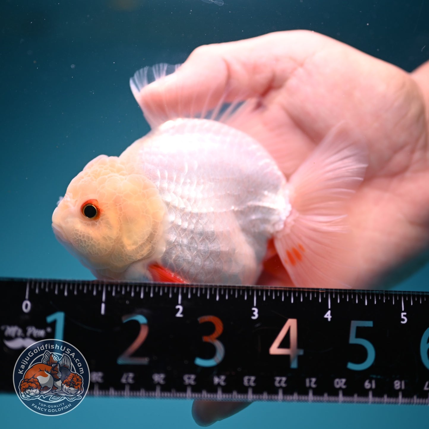 Lemon Head Red White YuanBao Oranda 3.5 inch Body (260828_OR14)