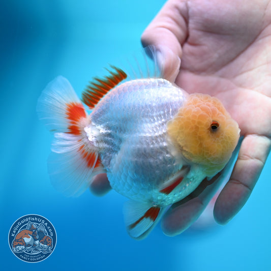 Lemon Head Red White YuanBao Oranda 3.8 inch Body (260529_OR14)