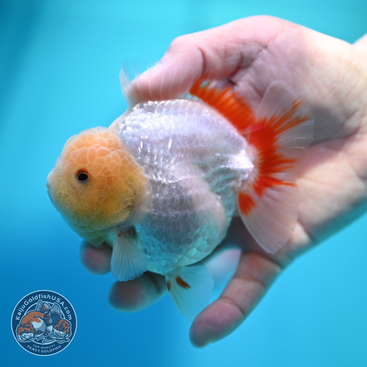 Lemon Head Red White YuanBao Oranda 3.8 inch Body (260529_OR14)