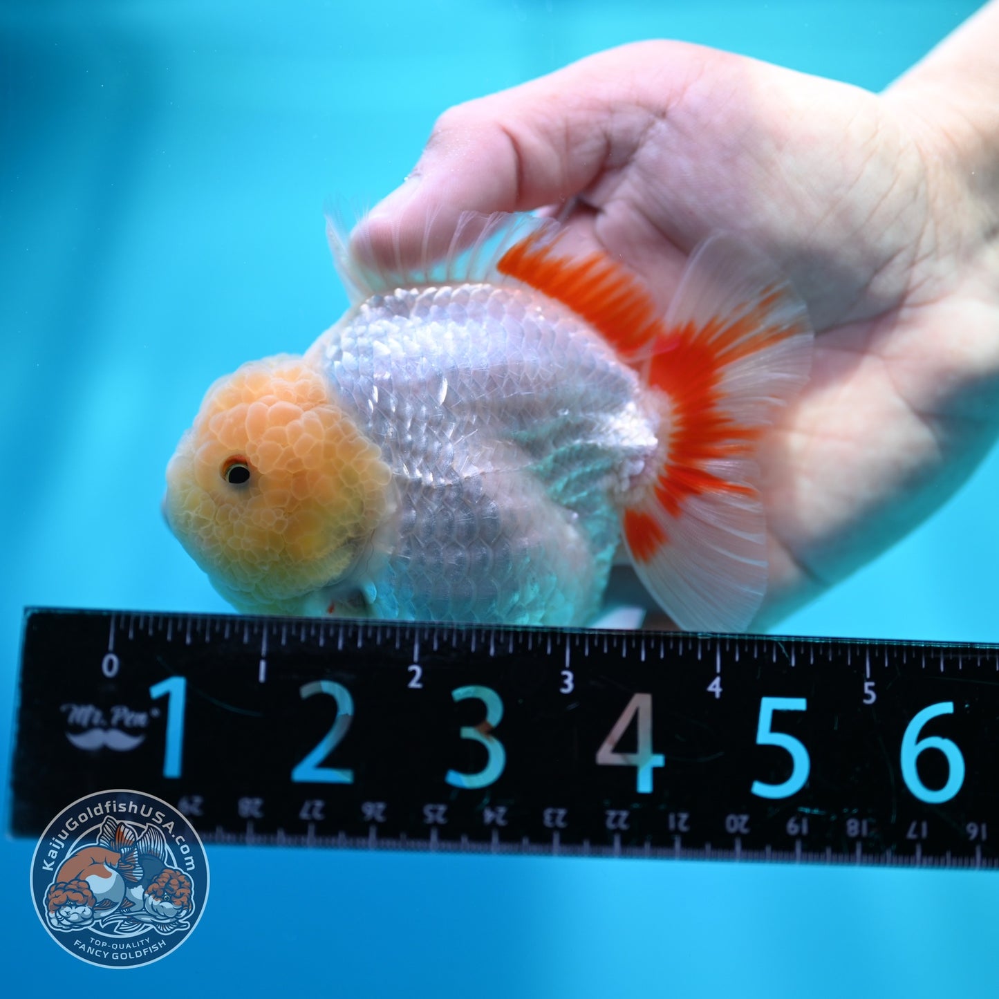 Lemon Head Red White YuanBao Oranda 3.8 inch Body (260529_OR14)