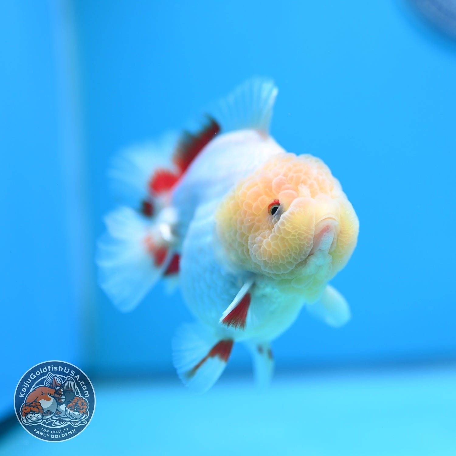 Lemon Head Red White YuanBao Oranda 3.8 inch Body (260529_OR14)