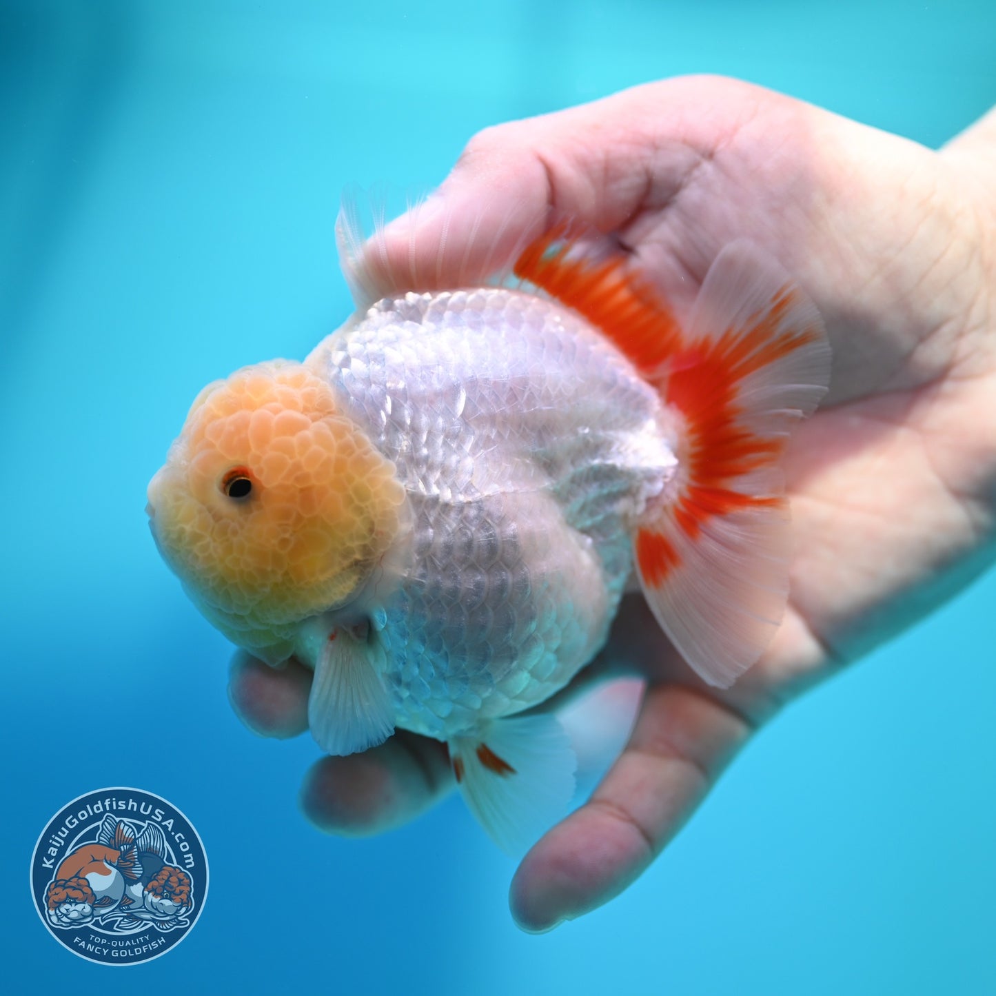 Lemon Head Red White YuanBao Oranda 3.8 inch Body (260529_OR14)