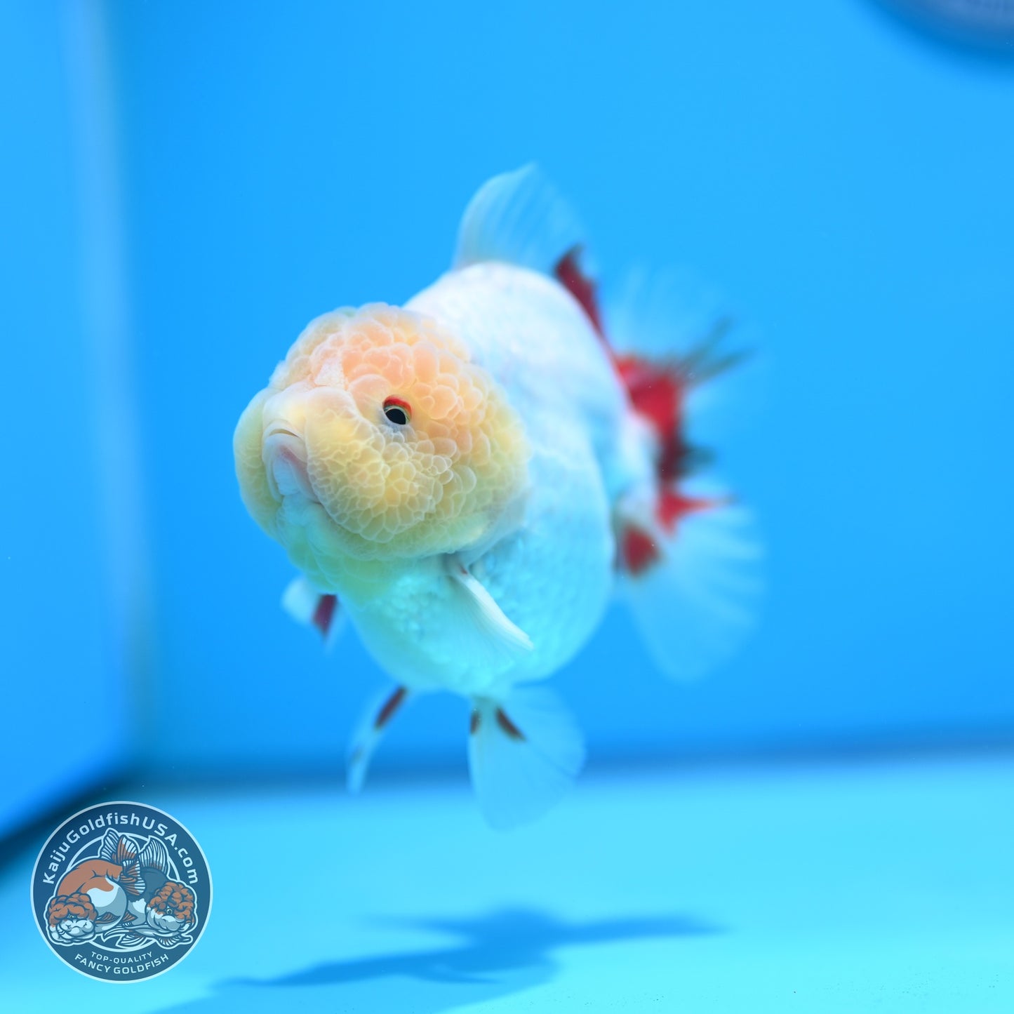 Lemon Head Red White YuanBao Oranda 3.8 inch Body (260529_OR14)