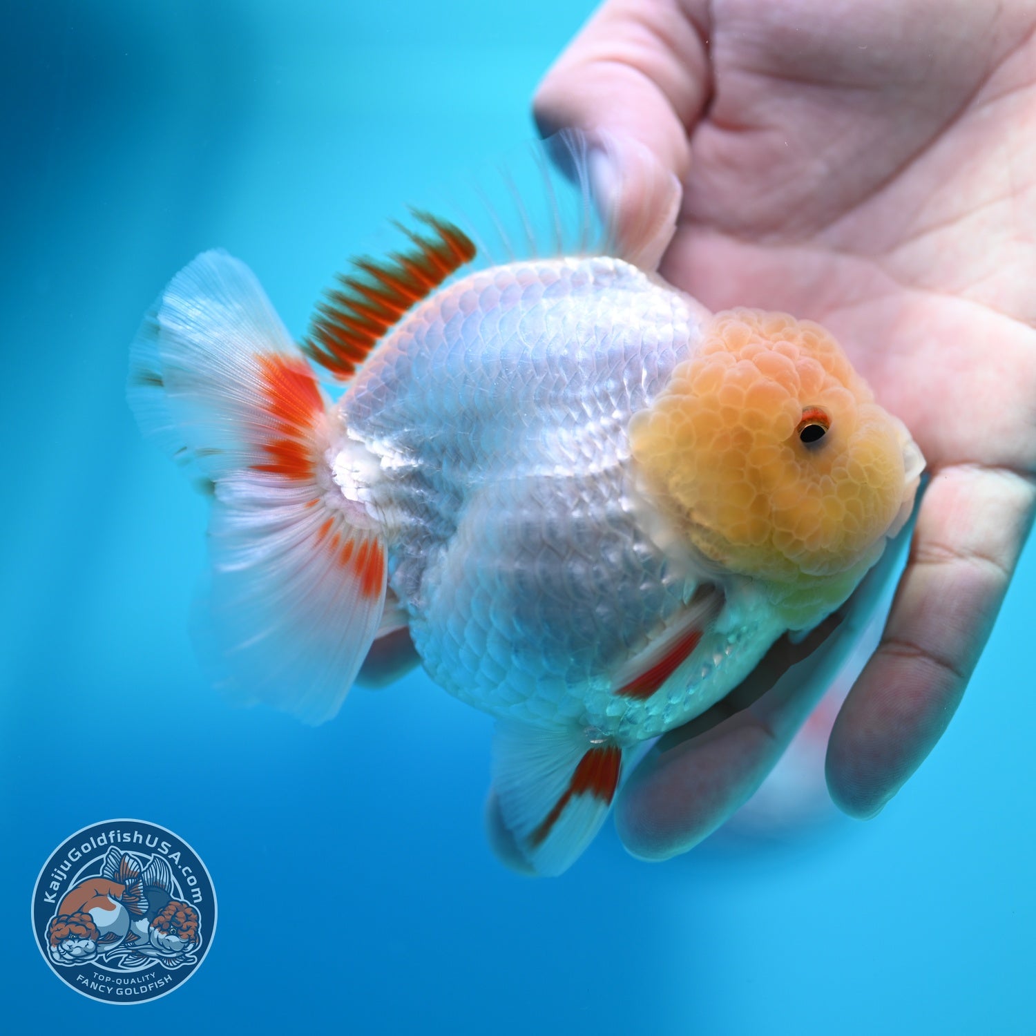 Lemon Head Red White YuanBao Oranda 3.8 inch Body (260529_OR14)