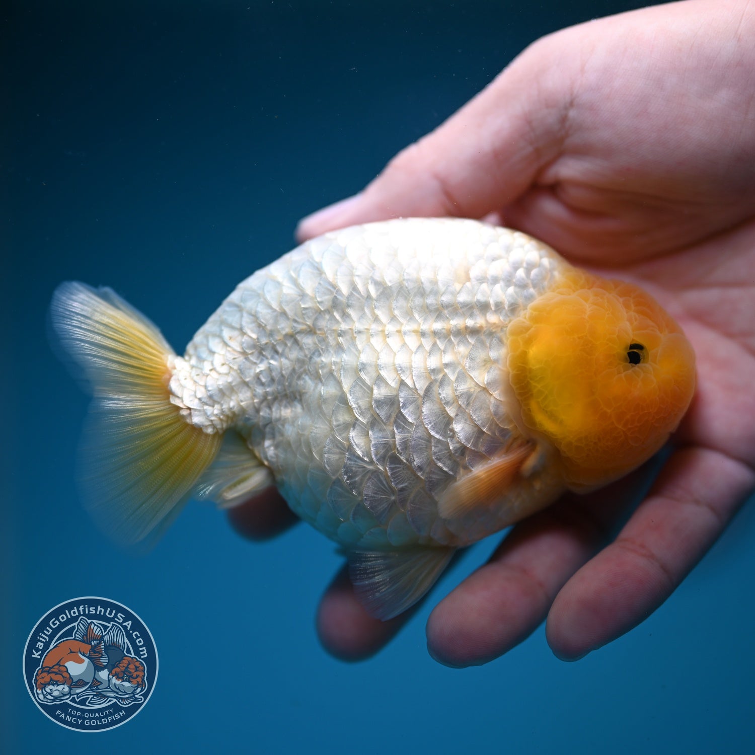 Lemon Head Snow White Ranchu 4 inch Body (260814_RC03)