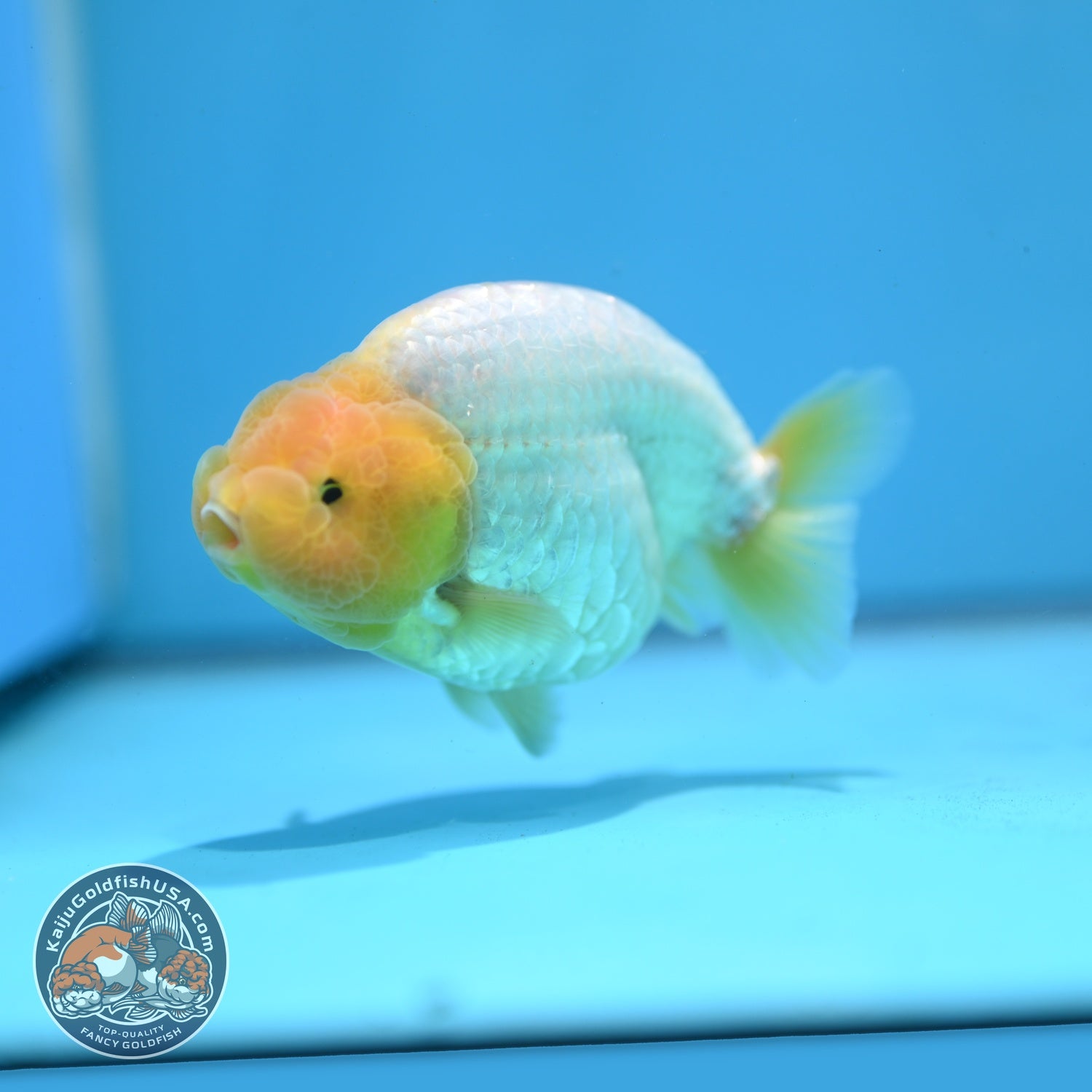 Lemon Head Snow White Ranchu 4 inch Body (260814_RC03)