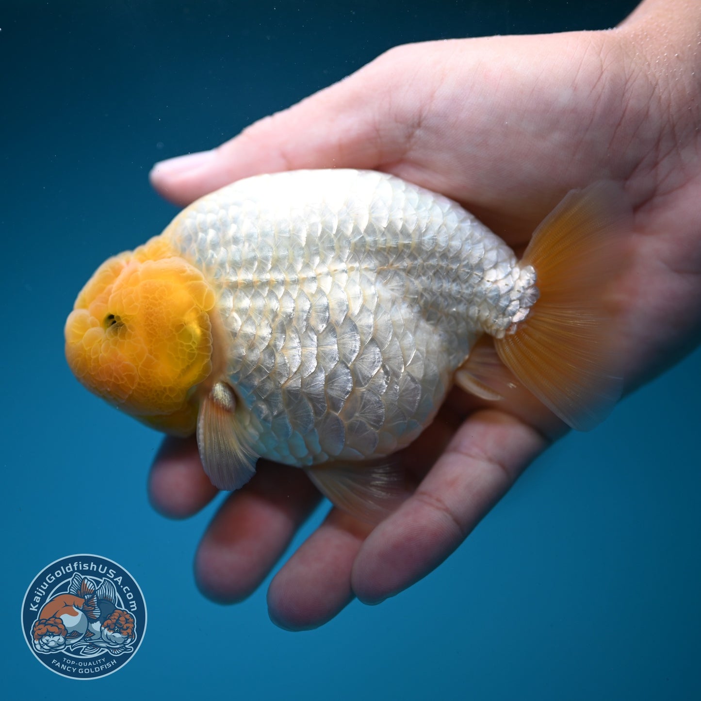 Lemon Head Snow White Ranchu 4 inch Body (260814_RC03)