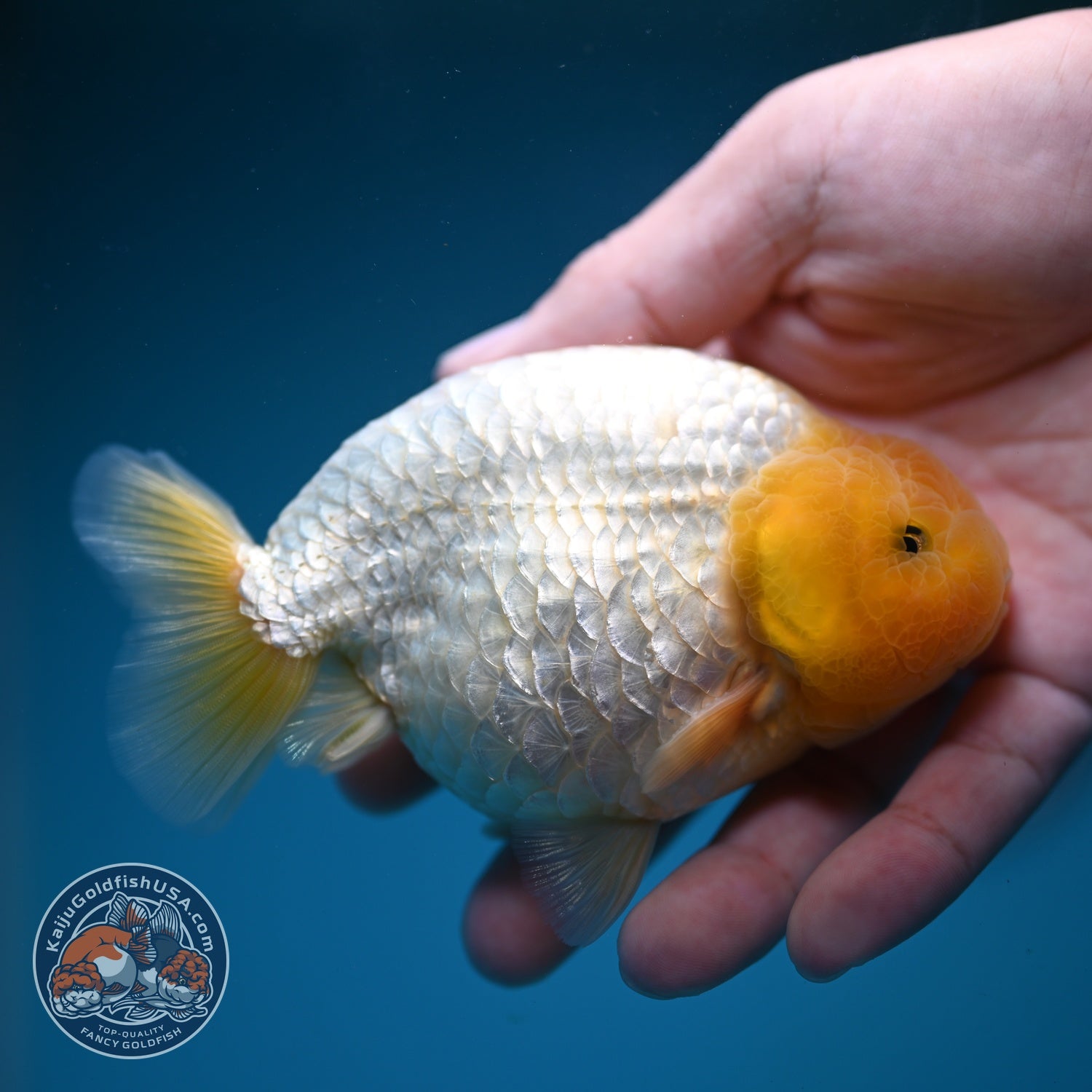 Lemon Head Snow White Ranchu 4 inch Body (260814_RC03)