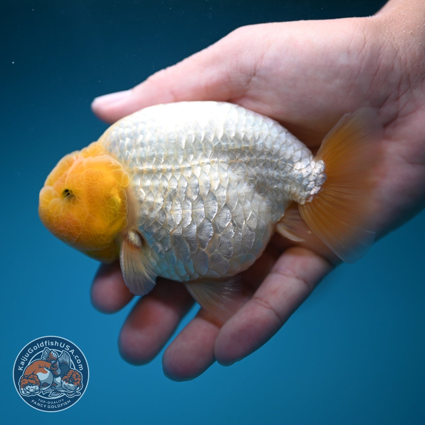Lemon Head Snow White Ranchu 4 inch Body (260814_RC03)