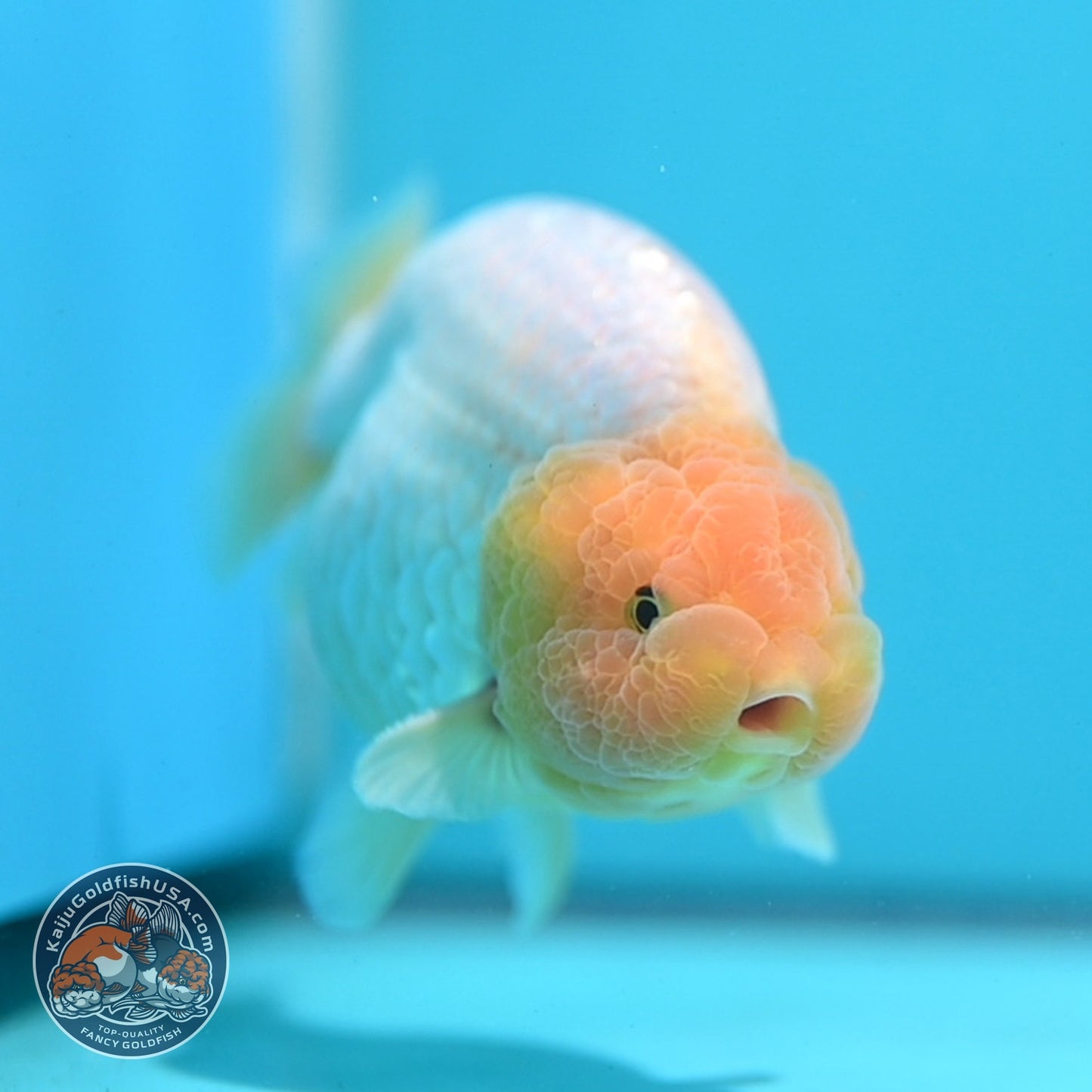 Lemon Head Snow White Ranchu 4 inch Body (260814_RC03)
