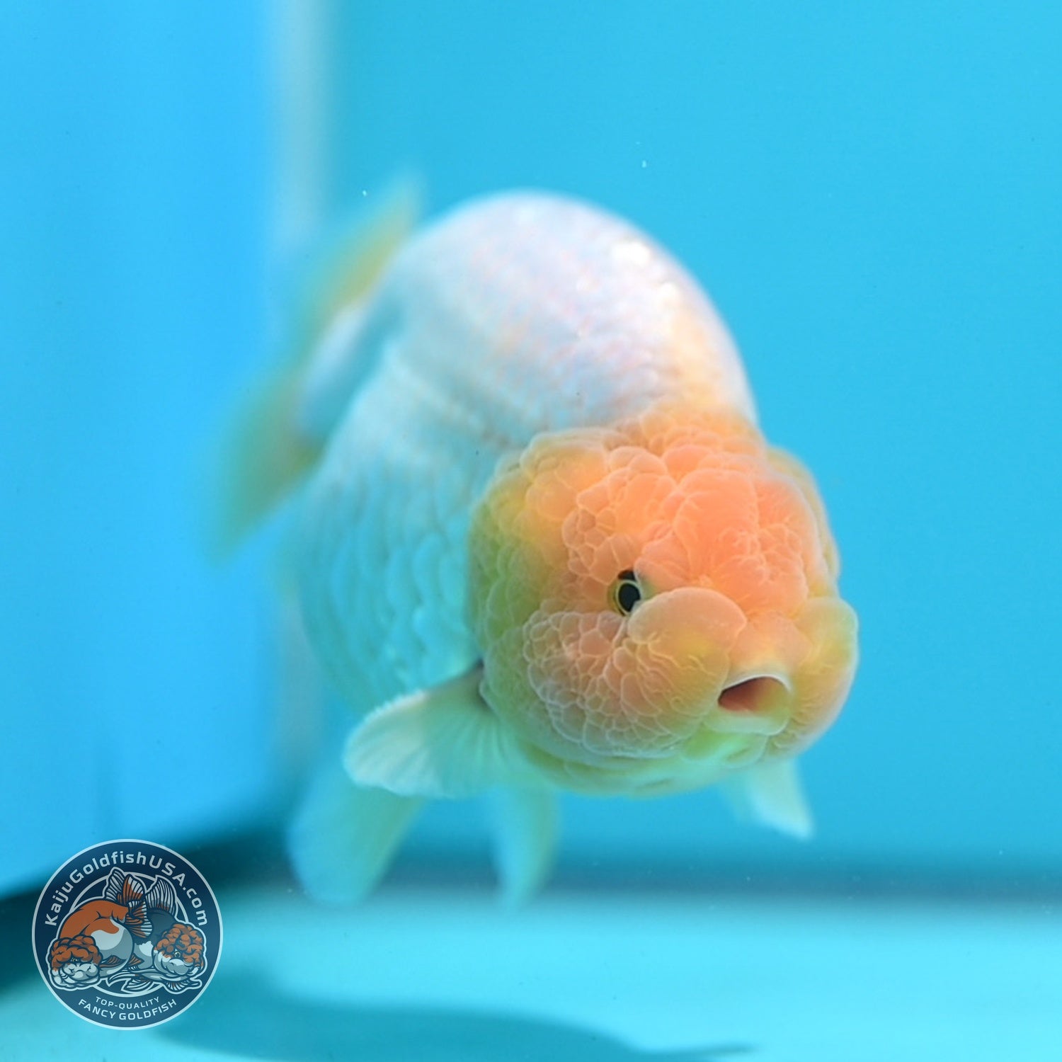 Lemon Head Snow White Ranchu 4 inch Body (260814_RC03)