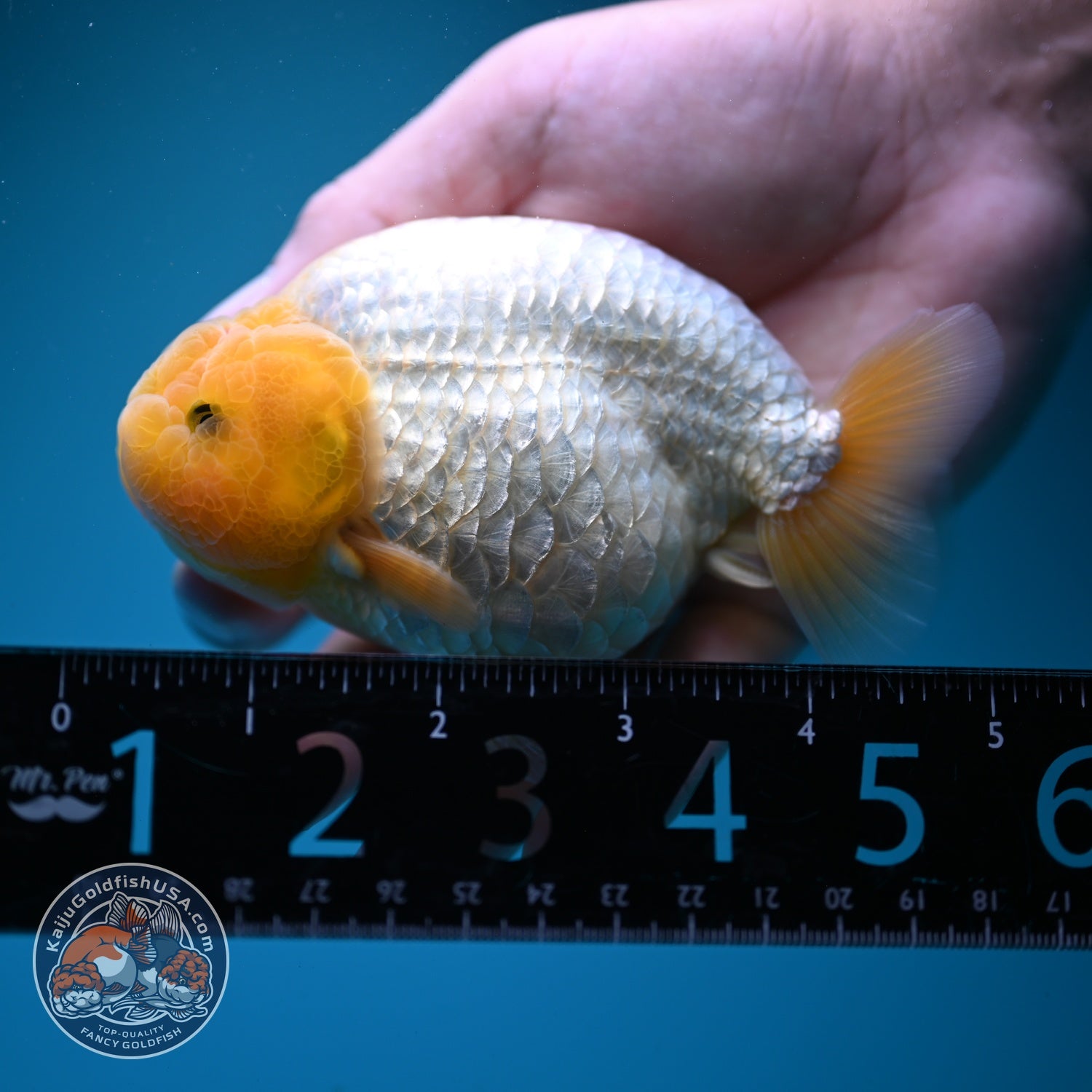 Lemon Head Snow White Ranchu 4 inch Body (260814_RC03)