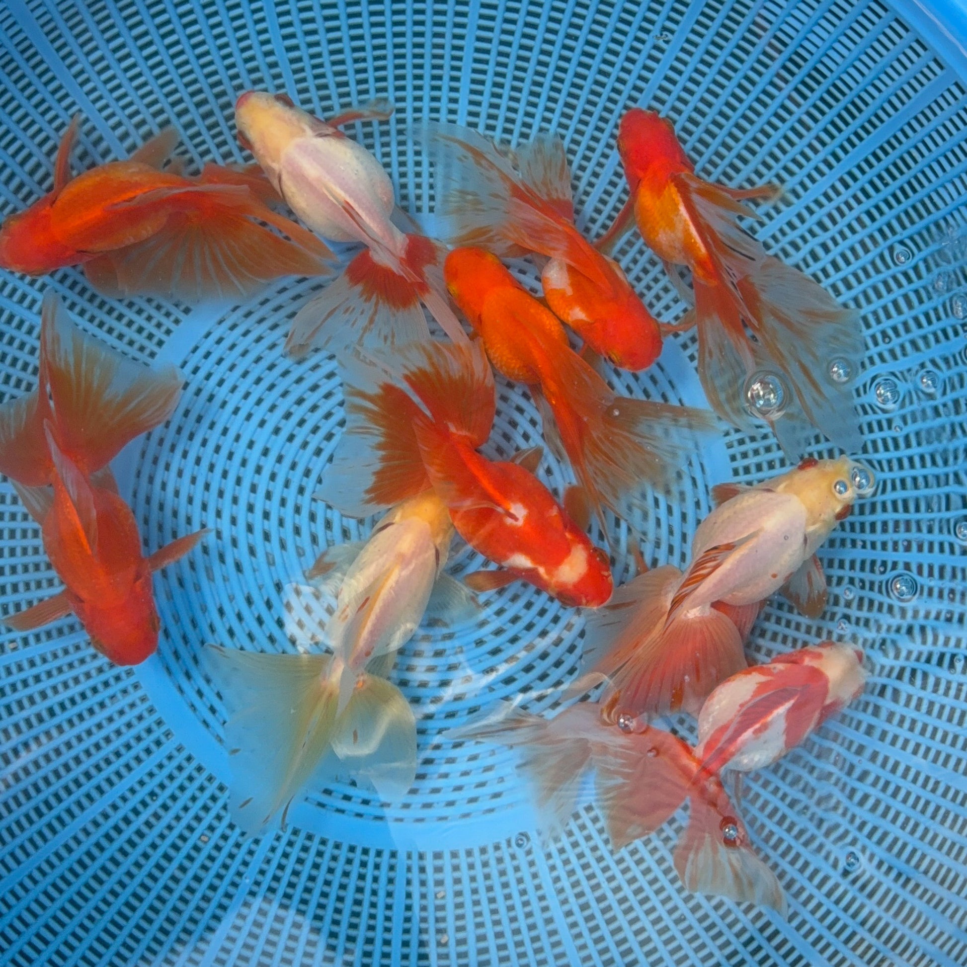 Long Tail Red White Ryukin 2.5 - 3 inch Body (260724_RY01) | We pick, you save!