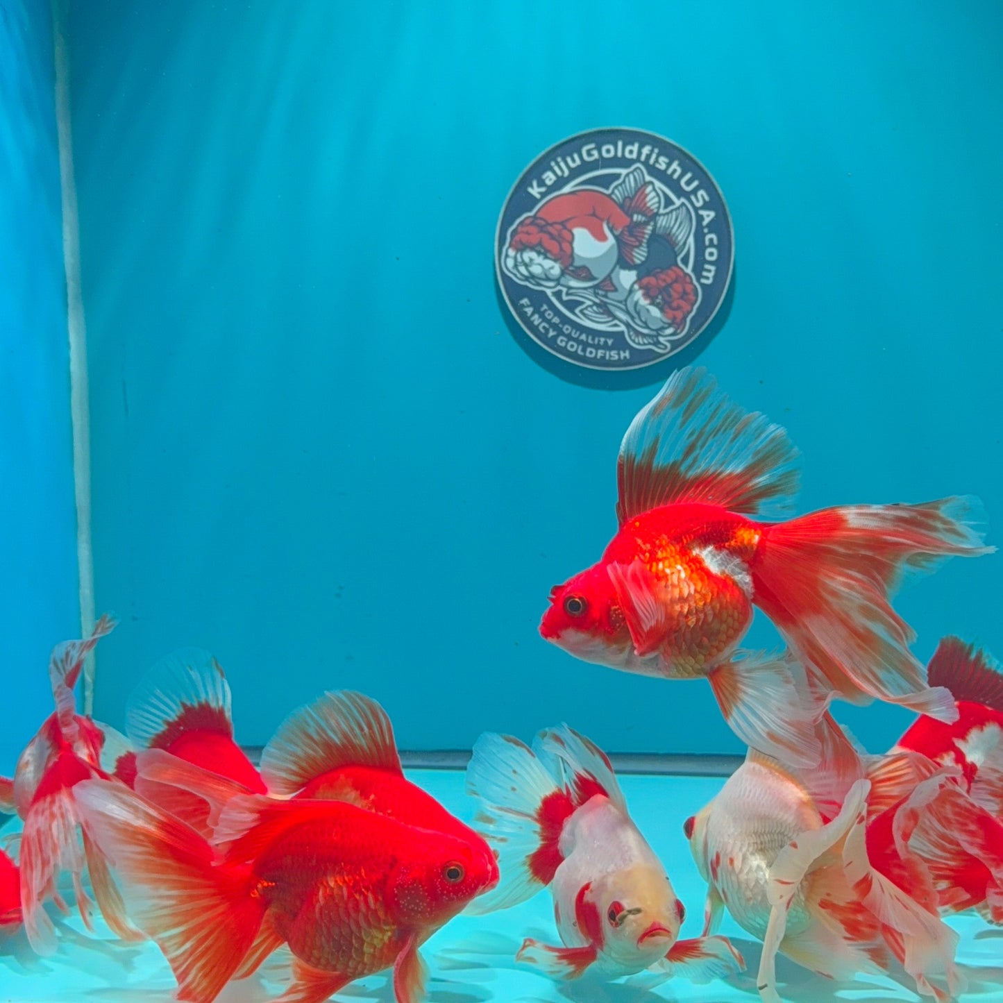 Long Tail Red White Ryukin 2.5 - 3 inch Body (260724_RY01) | We pick, you save!