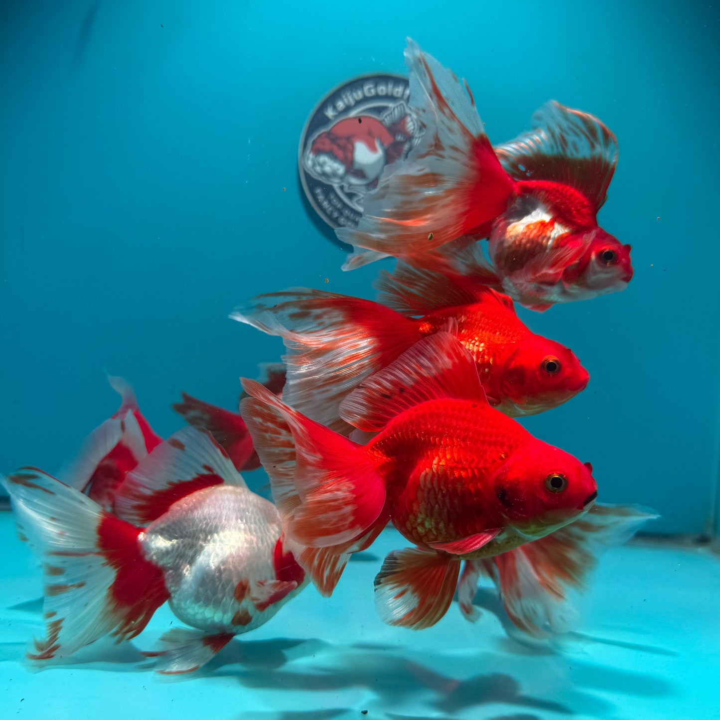 Long Tail Red White Ryukin 2.5 - 3 inch Body (260724_RY01) | We pick, you save!