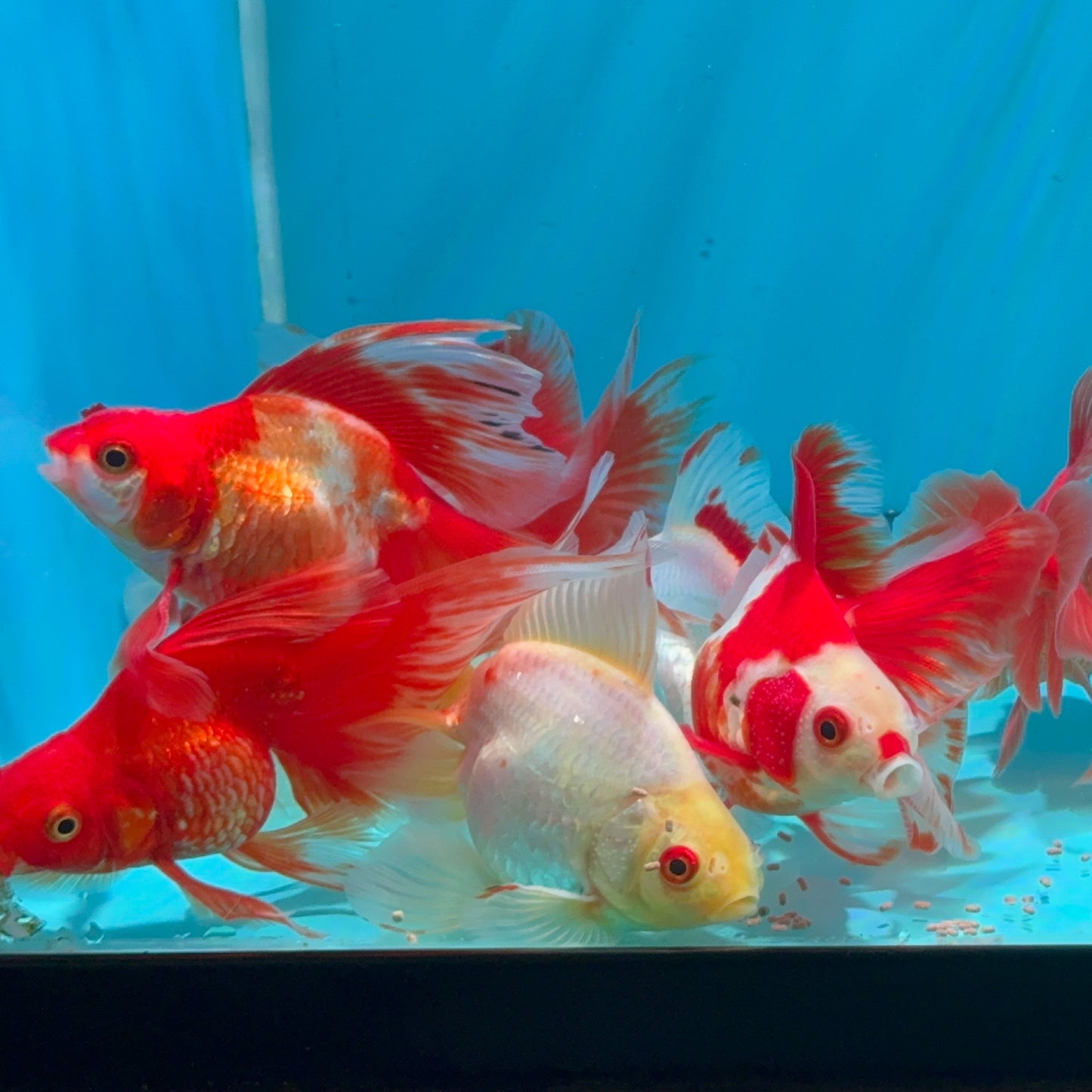 Long Tail Red White Ryukin 2.5 - 3 inch Body (260724_RY01) | We pick, you save!