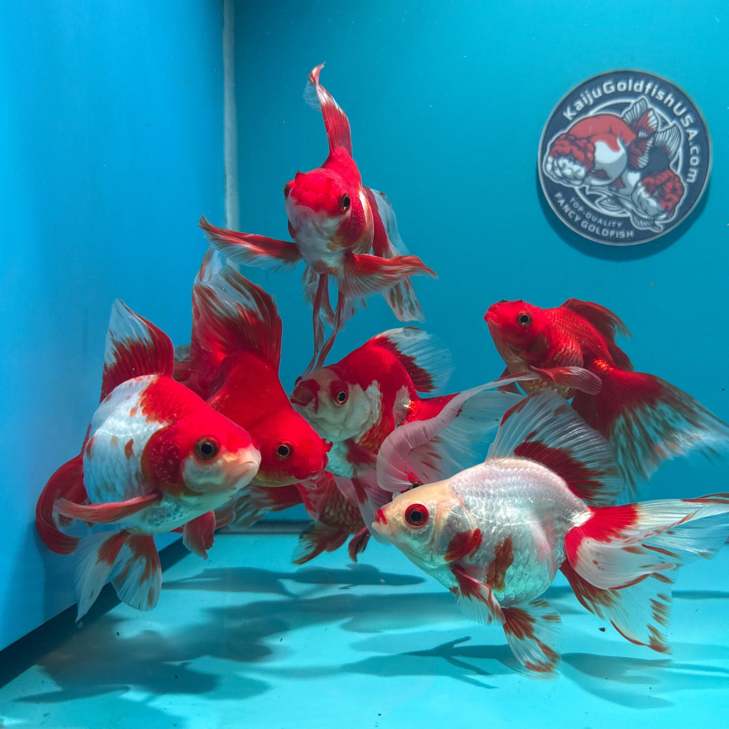 Long Tail Red White Ryukin 2.5 - 3 inch Body (260724_RY01) | We pick, you save!