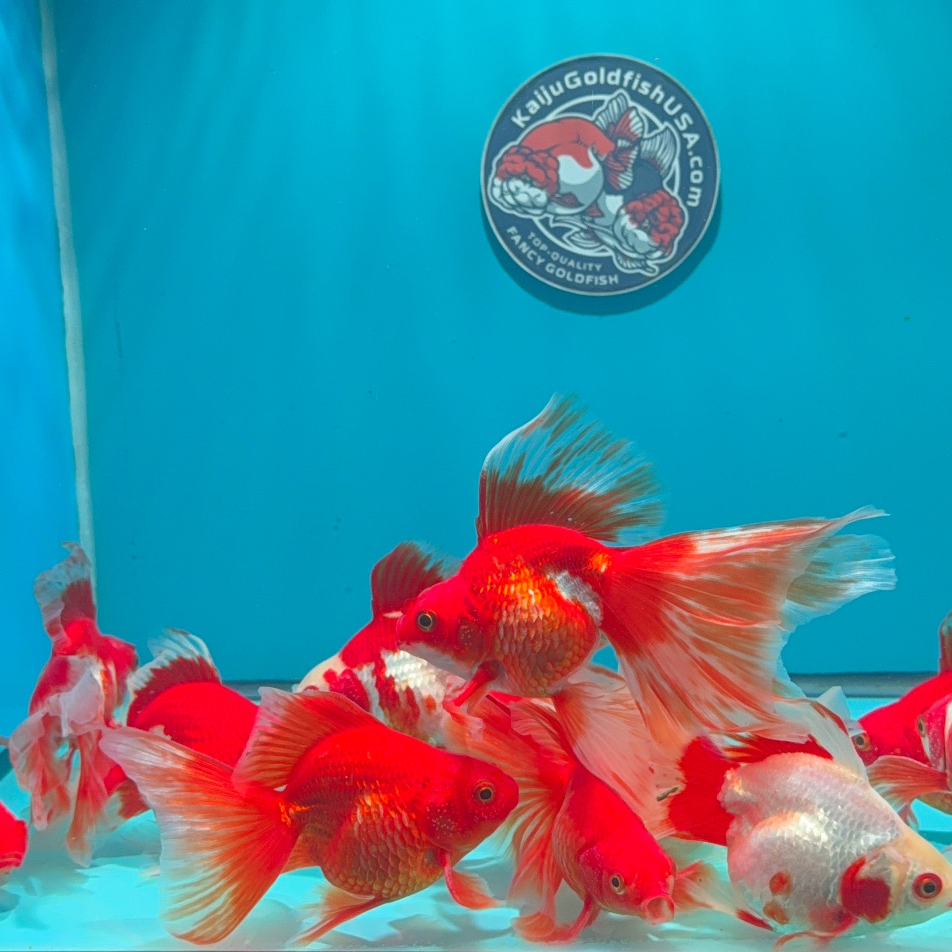 Long Tail Red White Ryukin 2.5 - 3 inch Body (260724_RY01) | We pick, you save!
