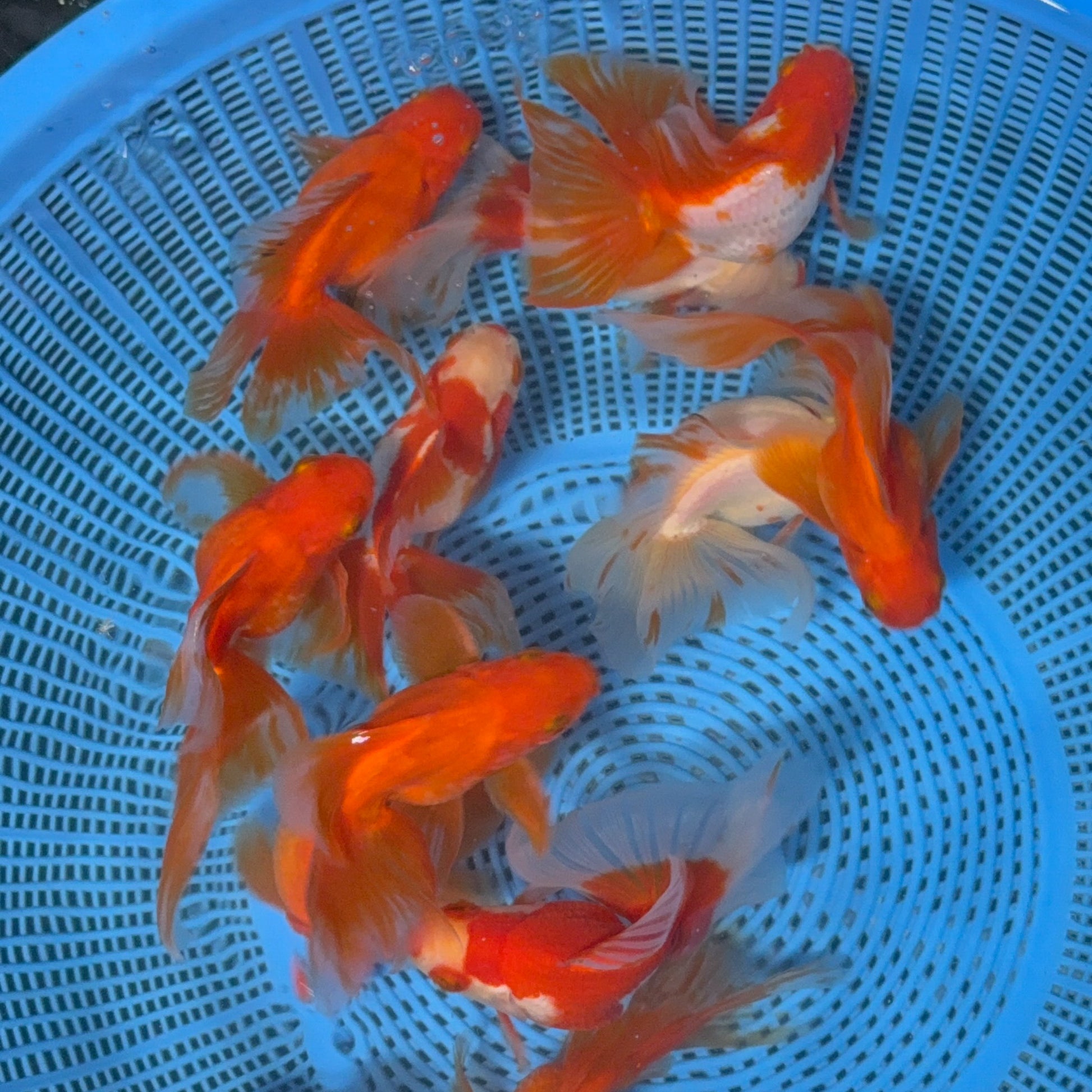 Long Tail Red White Ryukin 2.5 - 3 inch Body (260724_RY01) | We pick, you save!