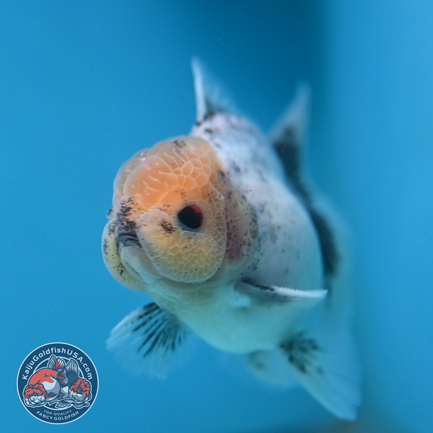 Marble Oranda 3.5 inch Body (251121_OR07)