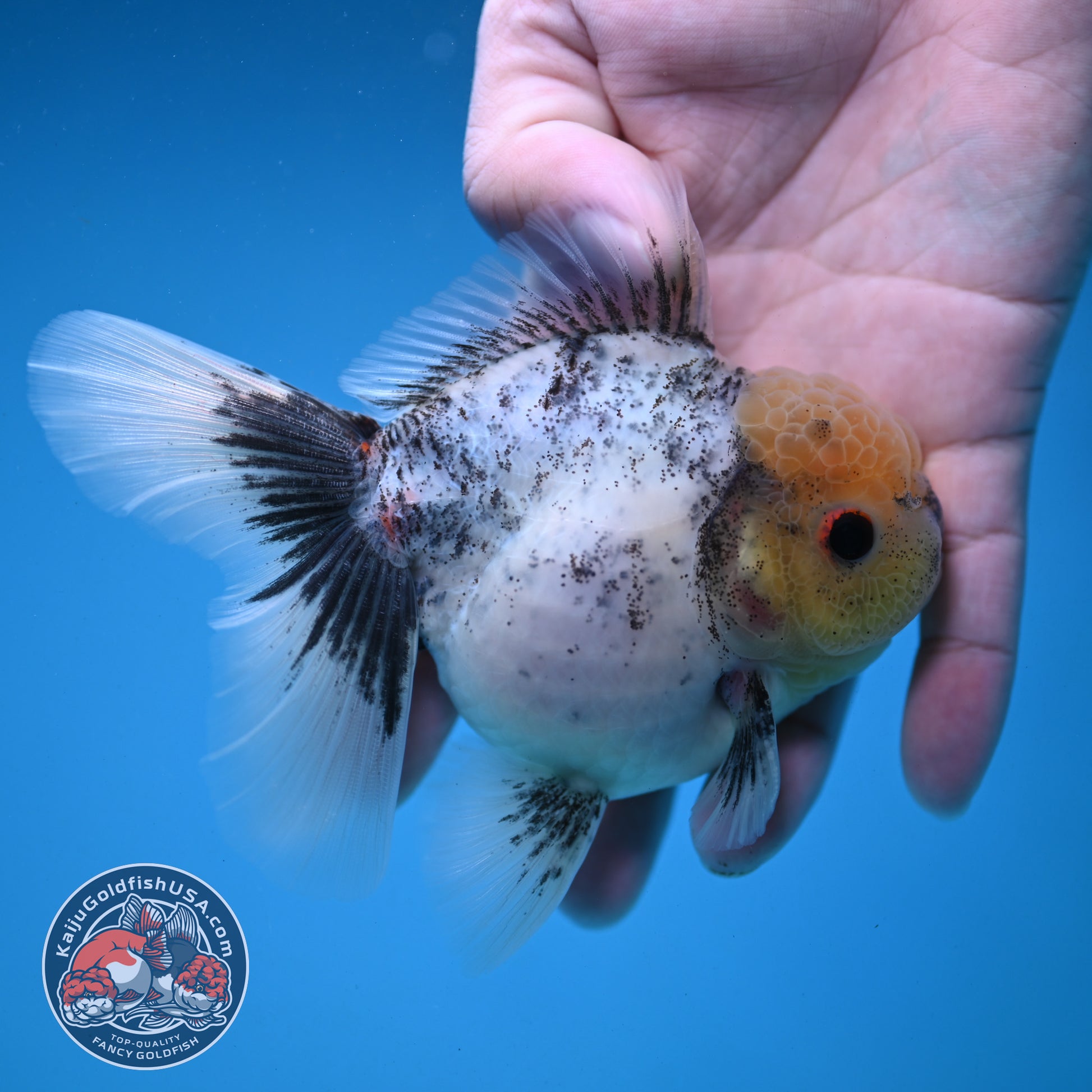 Marble Oranda 3.5 inch Body (251121_OR07)