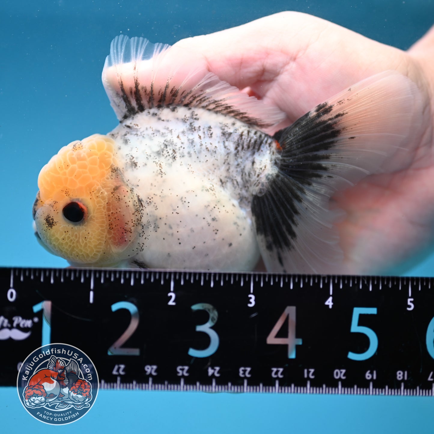 Marble Oranda 3.5 inch Body (251121_OR07)