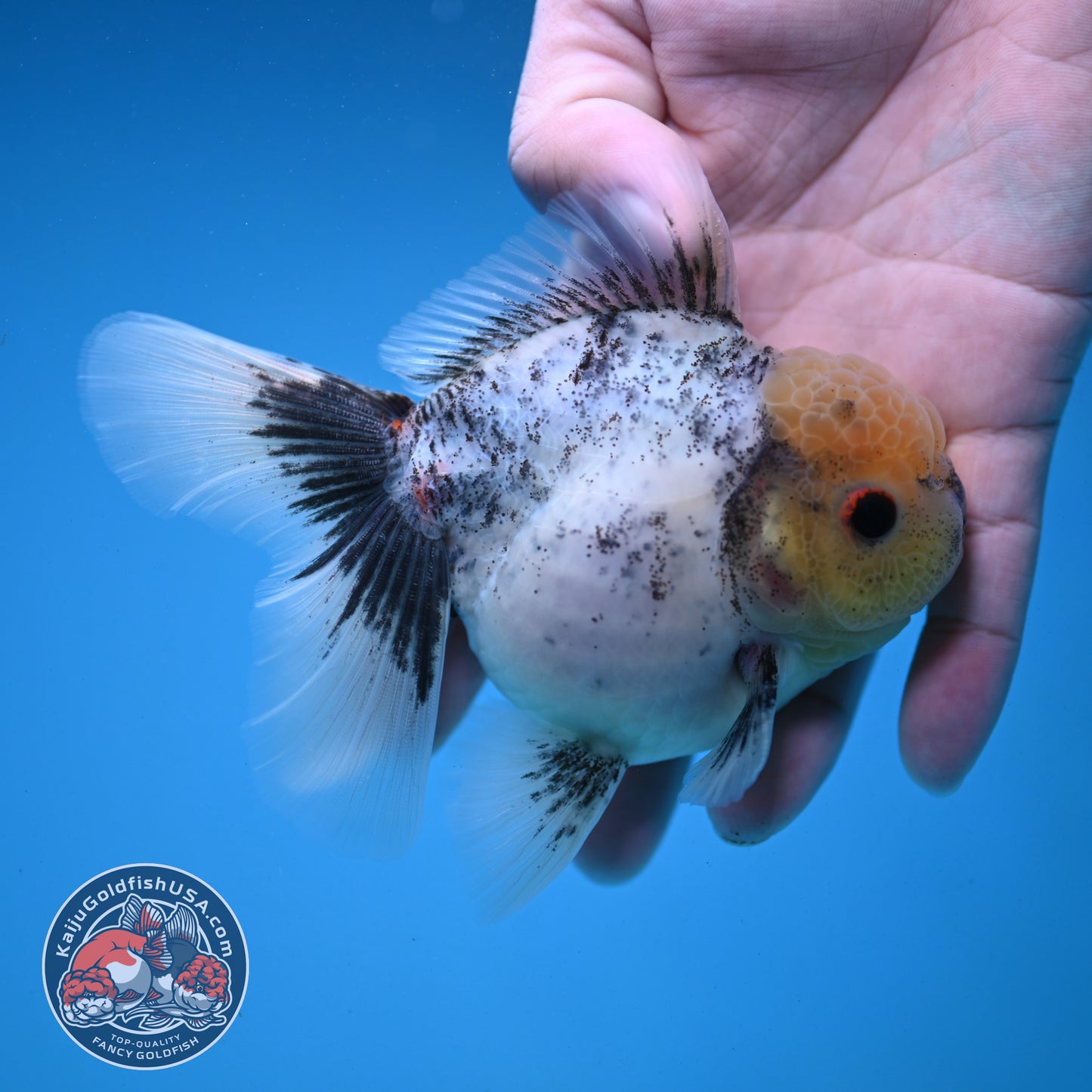 Marble Oranda 3.5 inch Body (251121_OR07)