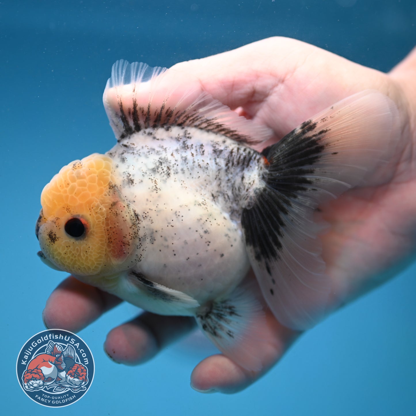 Marble Oranda 3.5 inch Body (251121_OR07)