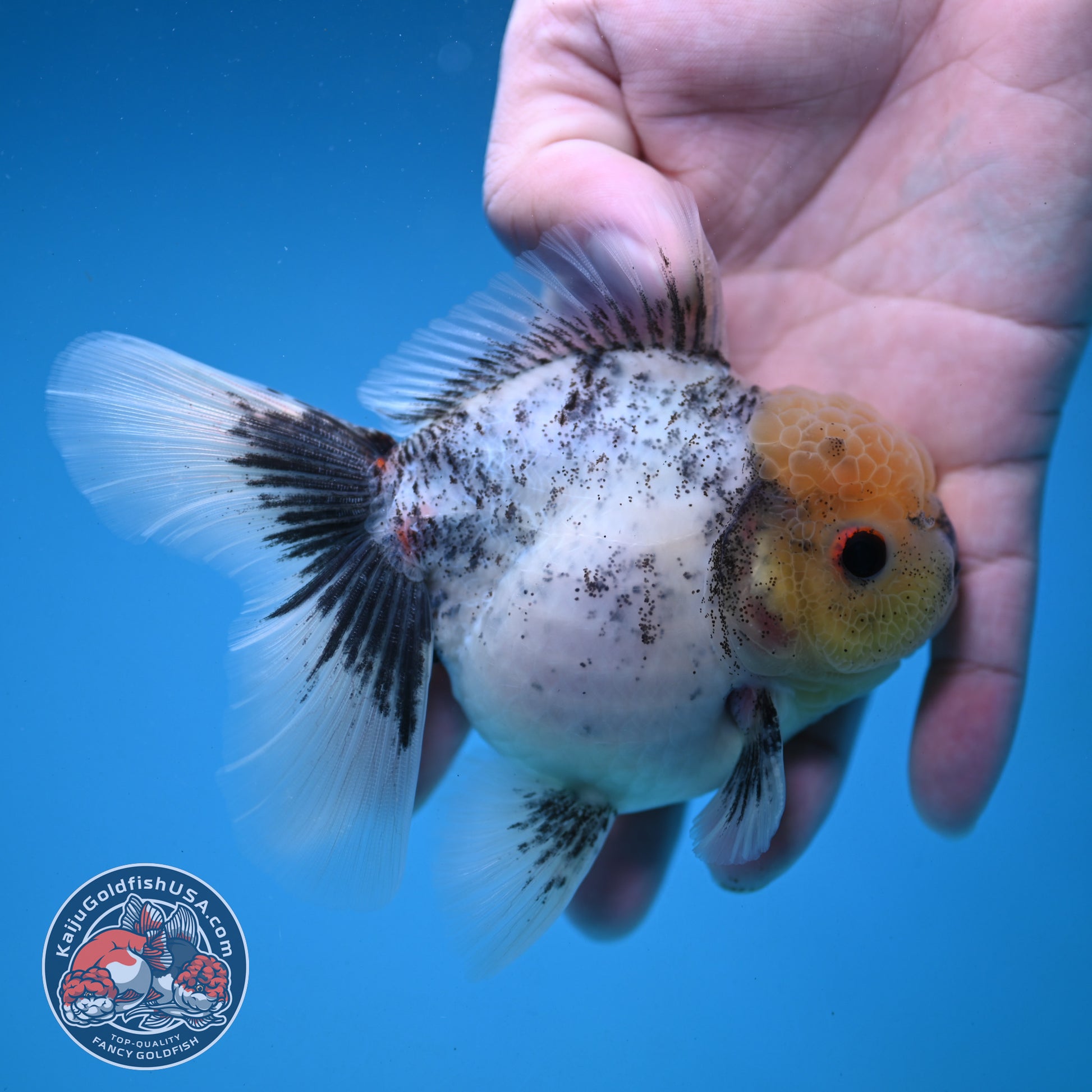 Marble Oranda 3.5 inch Body (251121_OR07)