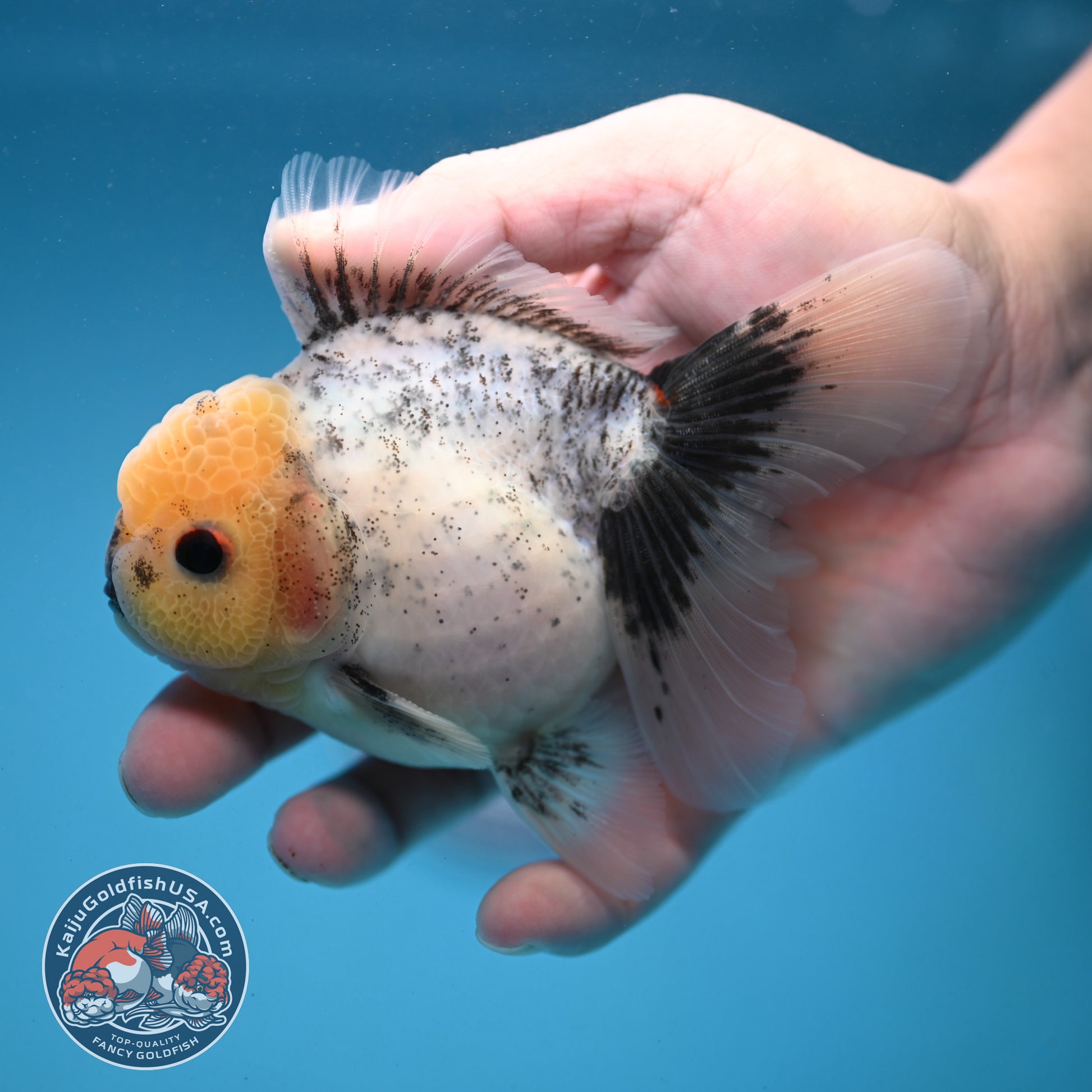 Marble Oranda 3.5 inch Body (251121_OR07)