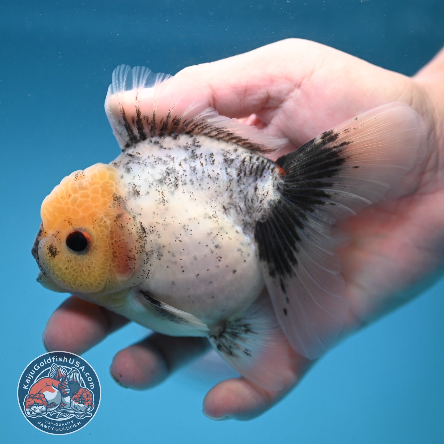 Marble Oranda 3.5 inch Body (251121_OR07)