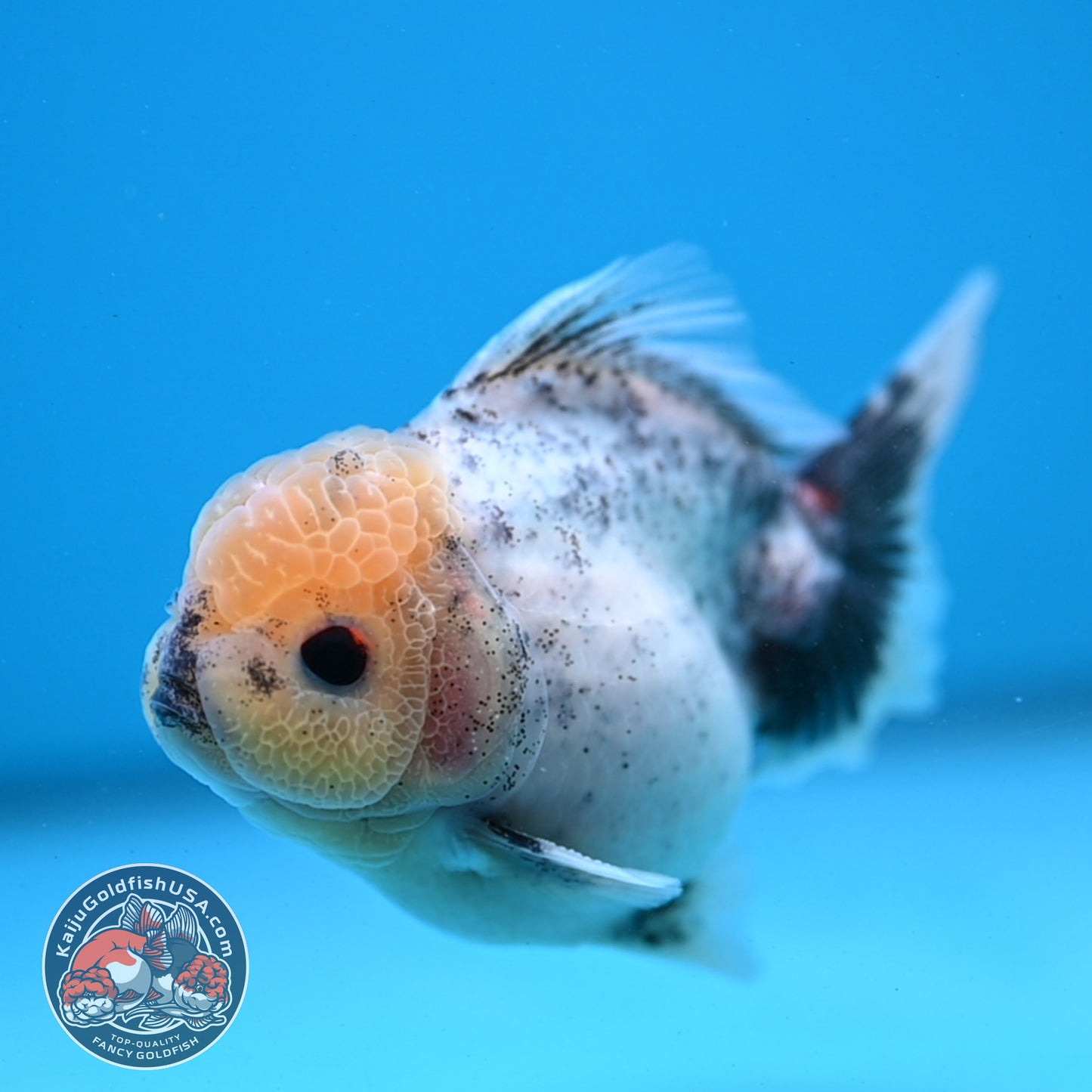 Marble Oranda 3.5 inch Body (251121_OR07)