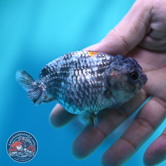 Metallic Tiger Ranchu 3 inch Body (260508_RC06)
