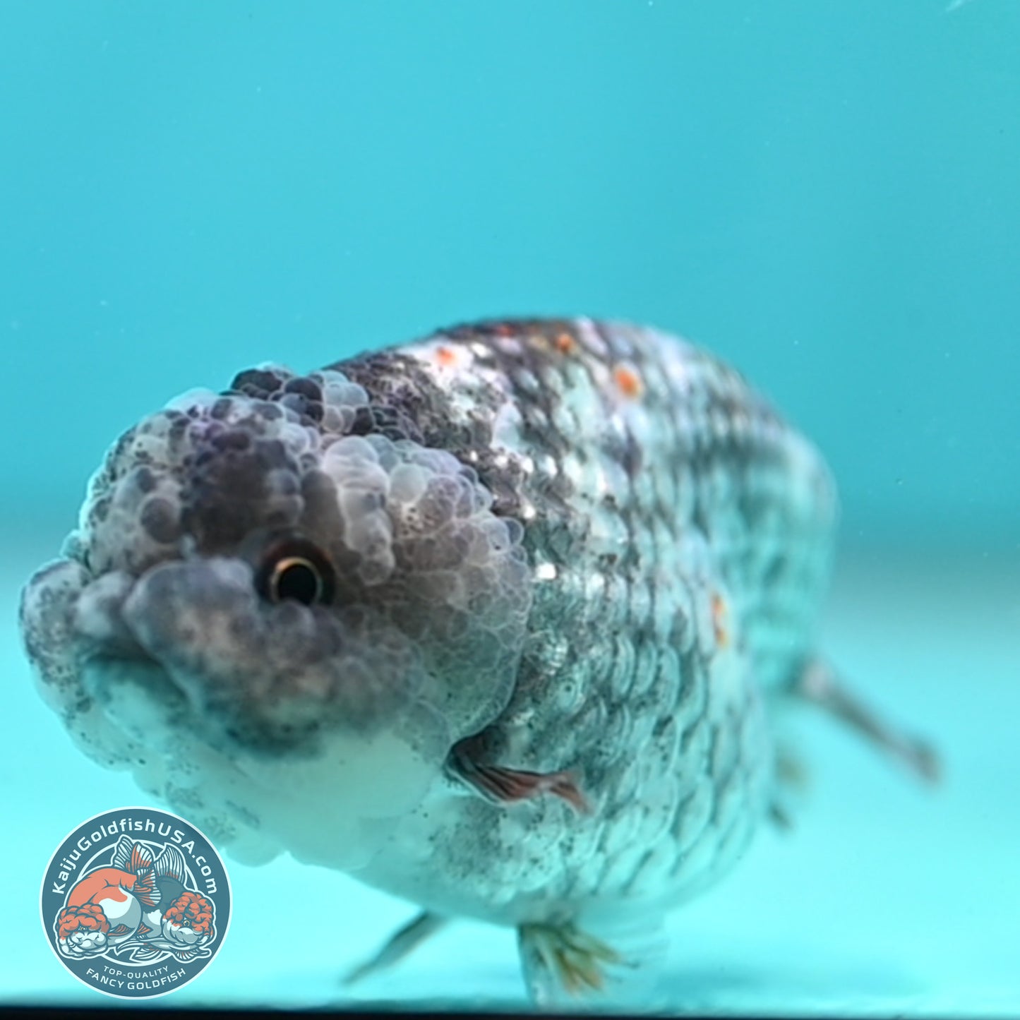Metallic Tiger Ranchu 3 inch Body (260508_RC06)