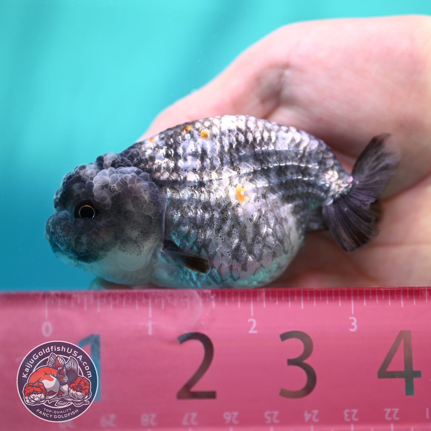 Metallic Tiger Ranchu 3 inch Body (260508_RC06)