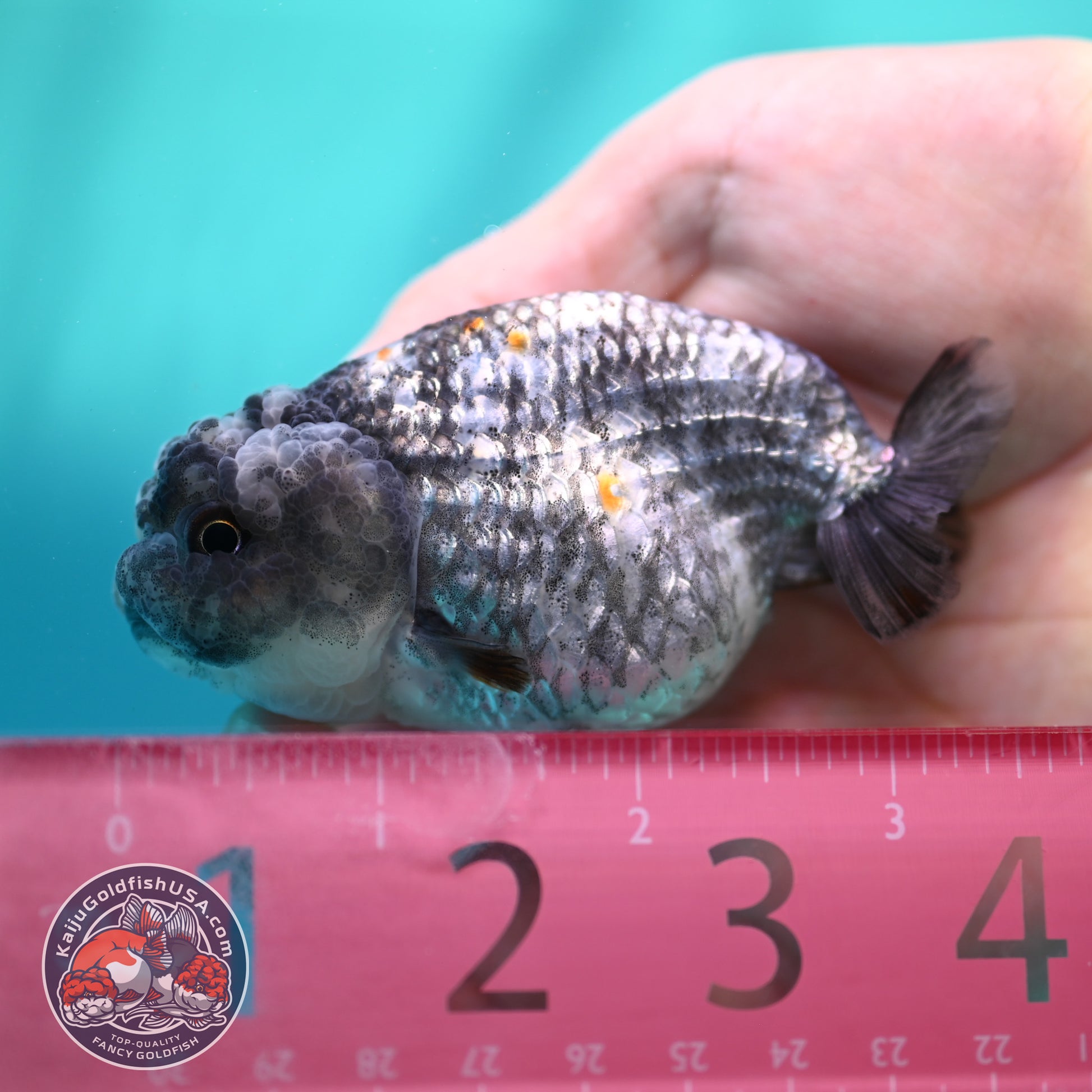 Metallic Tiger Ranchu 3 inch Body (260508_RC06)