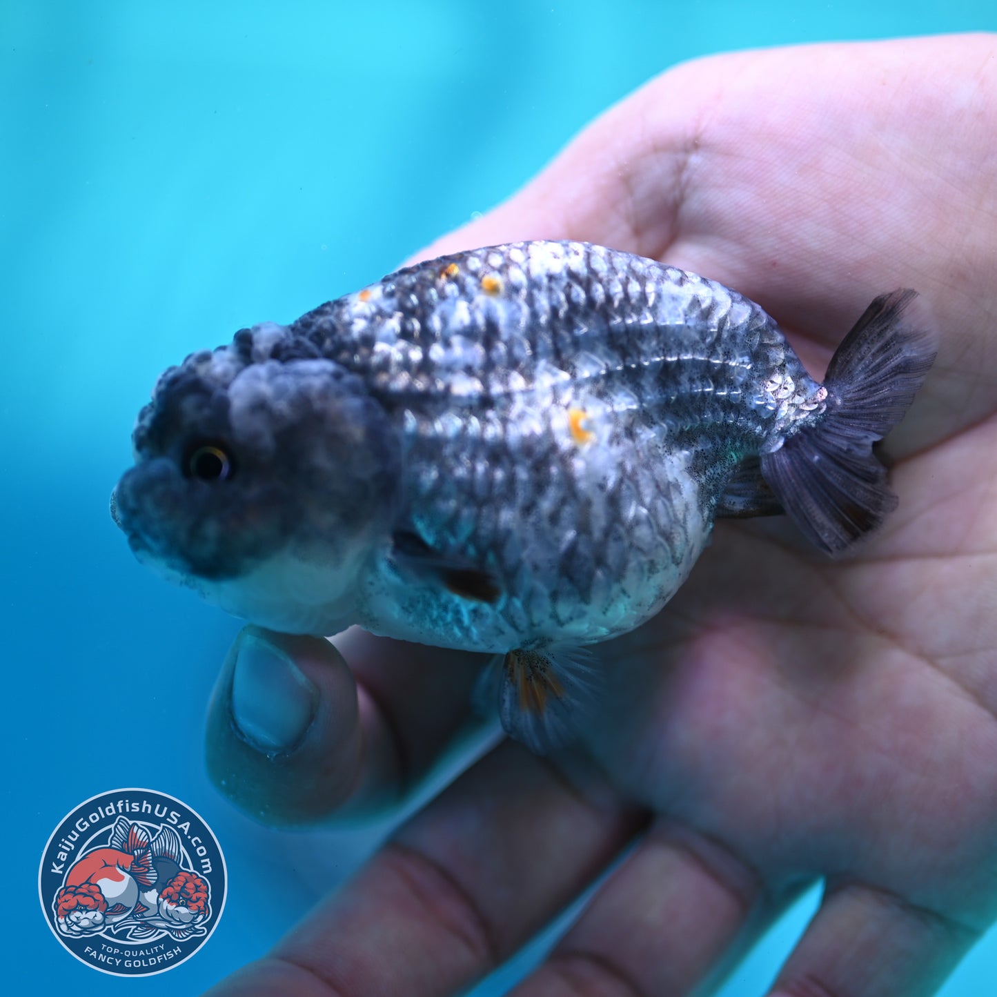 Metallic Tiger Ranchu 3 inch Body (260508_RC06)