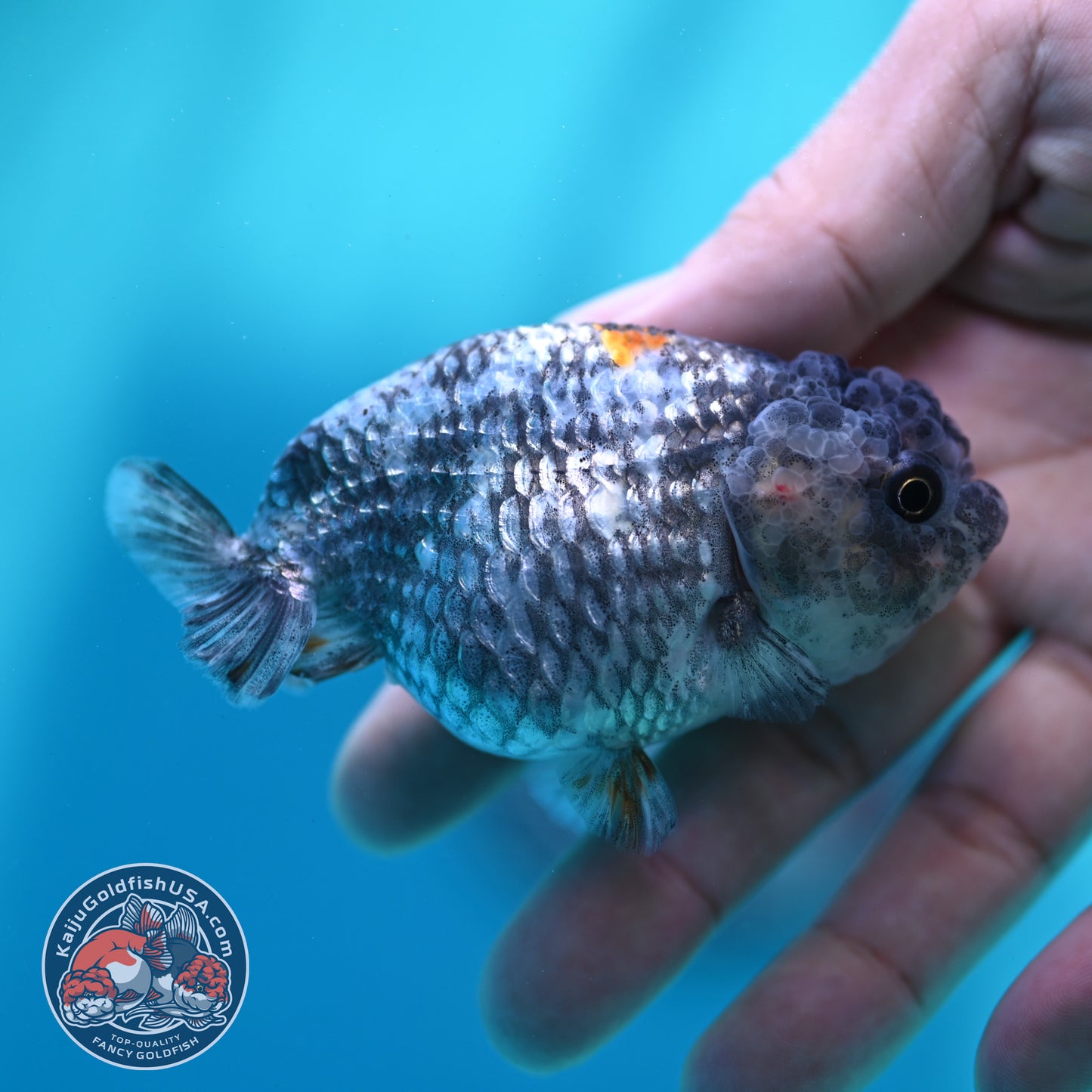 Metallic Tiger Ranchu 3 inch Body (260508_RC06)