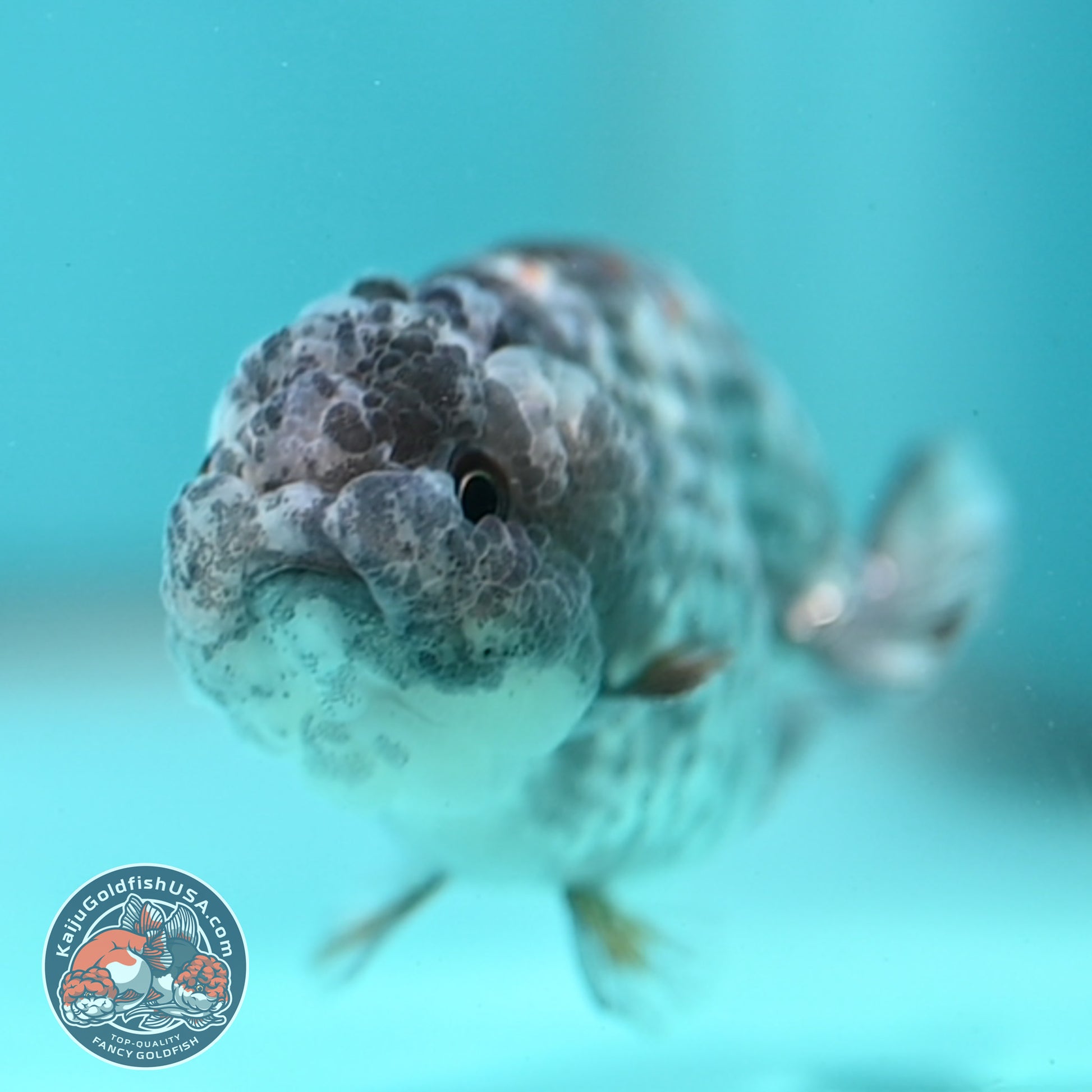 Metallic Tiger Ranchu 3 inch Body (260508_RC06)