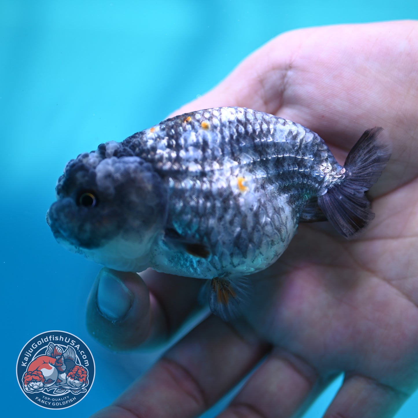 Metallic Tiger Ranchu 3 inch Body (260508_RC06)