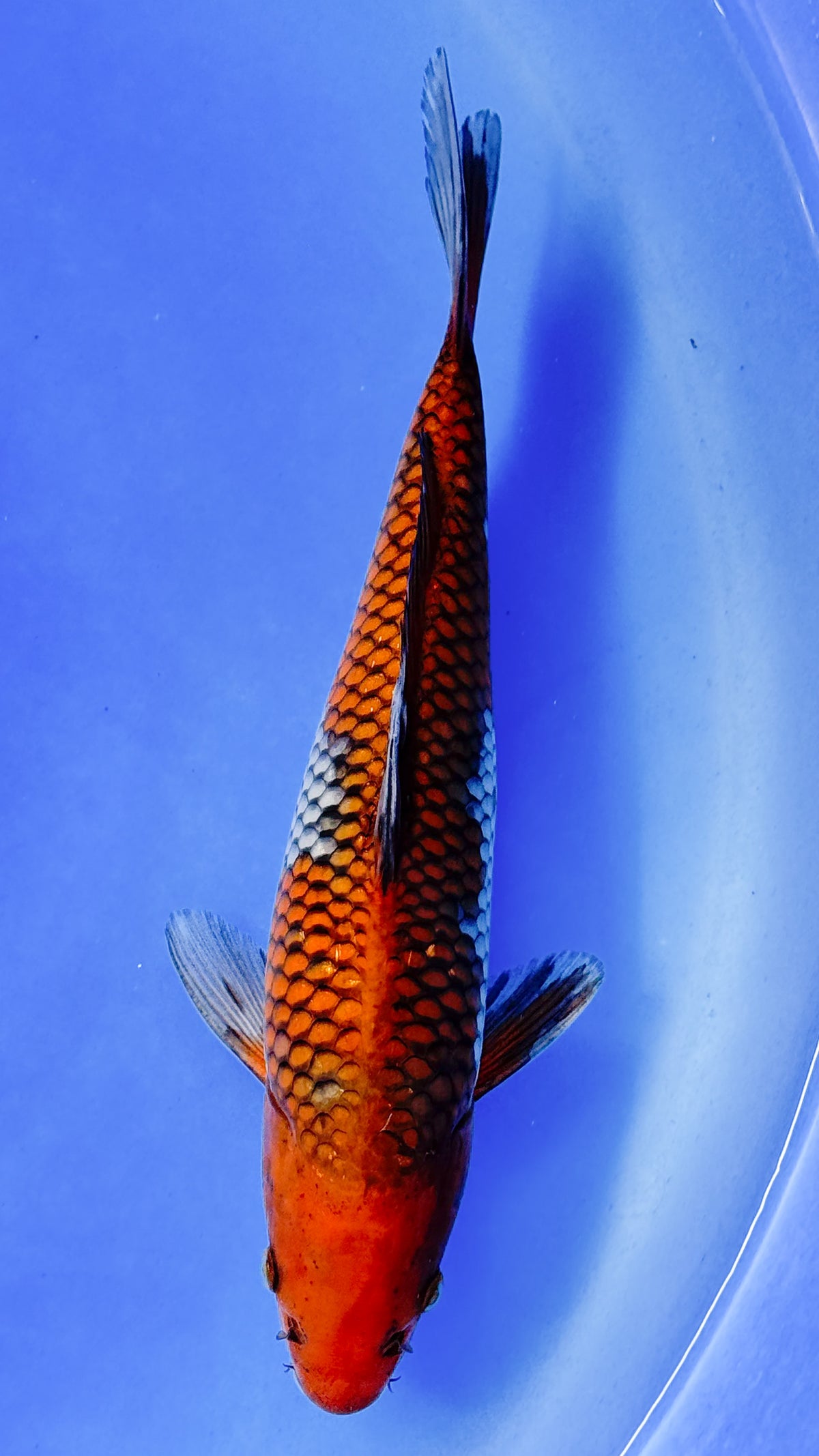 Ochiba 10 inches (261022_KOI01)