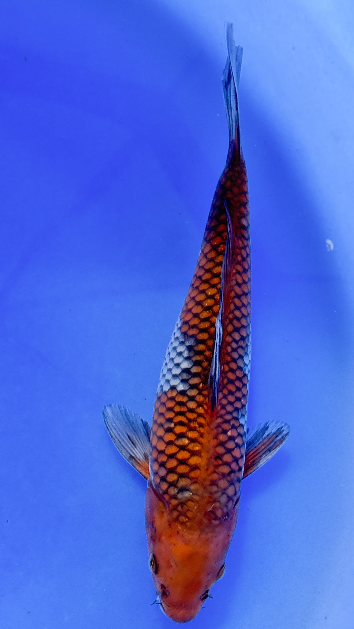 Ochiba 10 inches (261022_KOI01)
