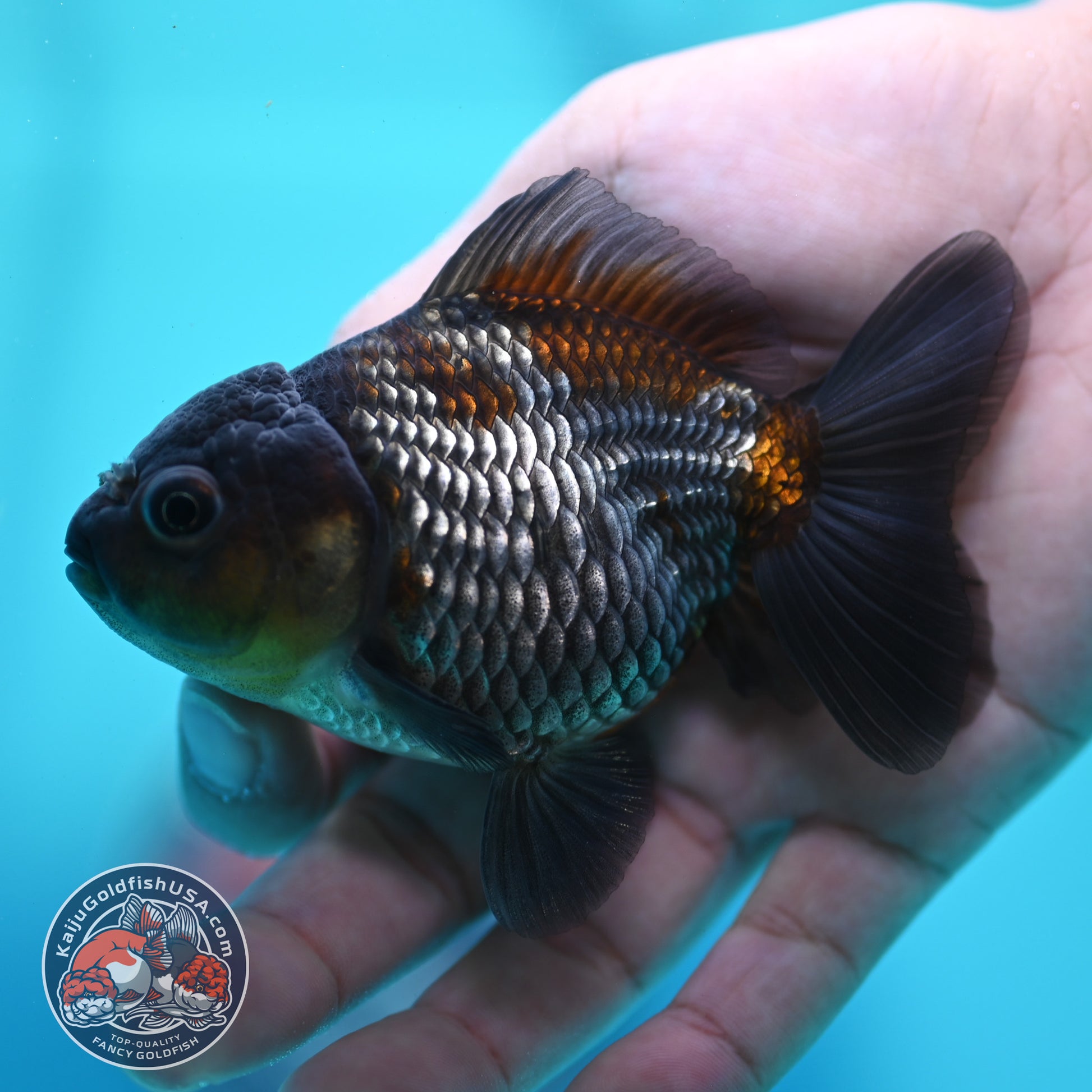 Ochiba Oranda 3.5 inch Body (260424_OR20)