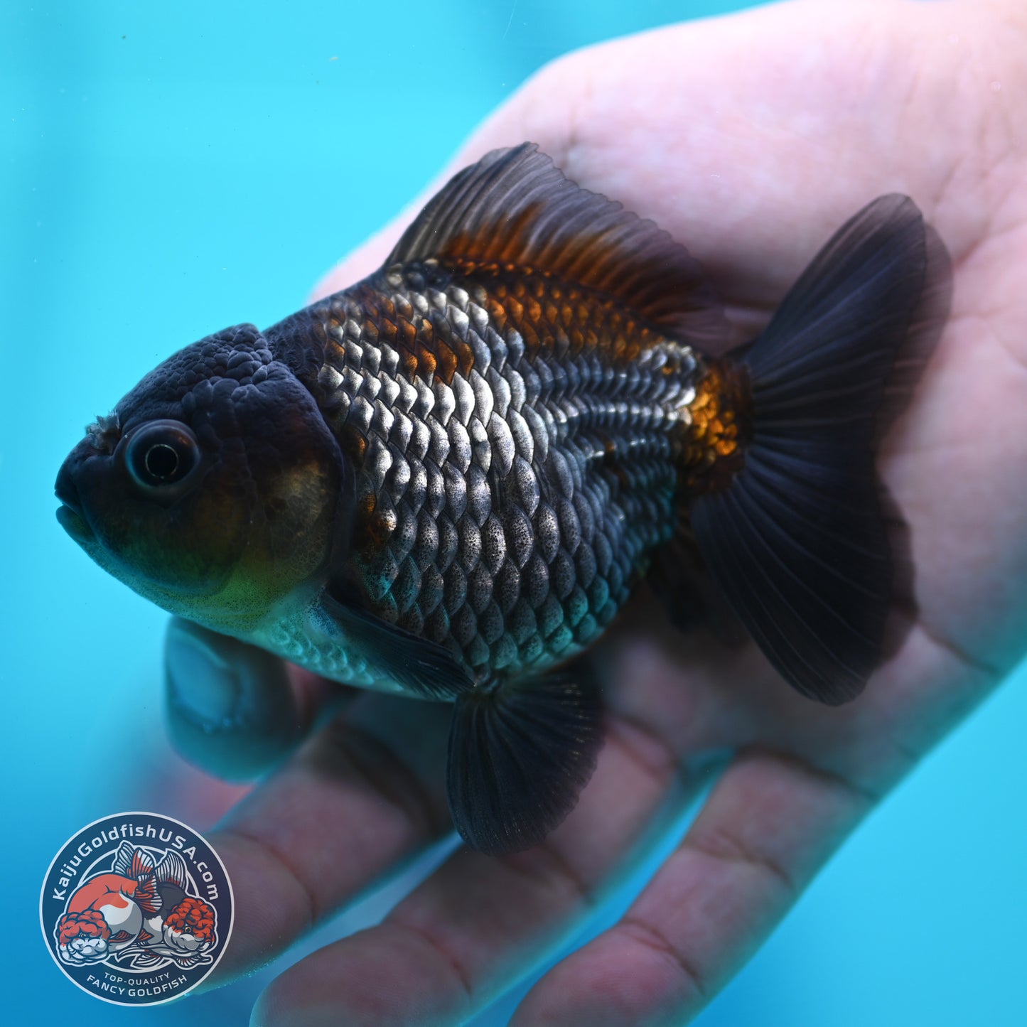 Ochiba Oranda 3.5 inch Body (260424_OR20)